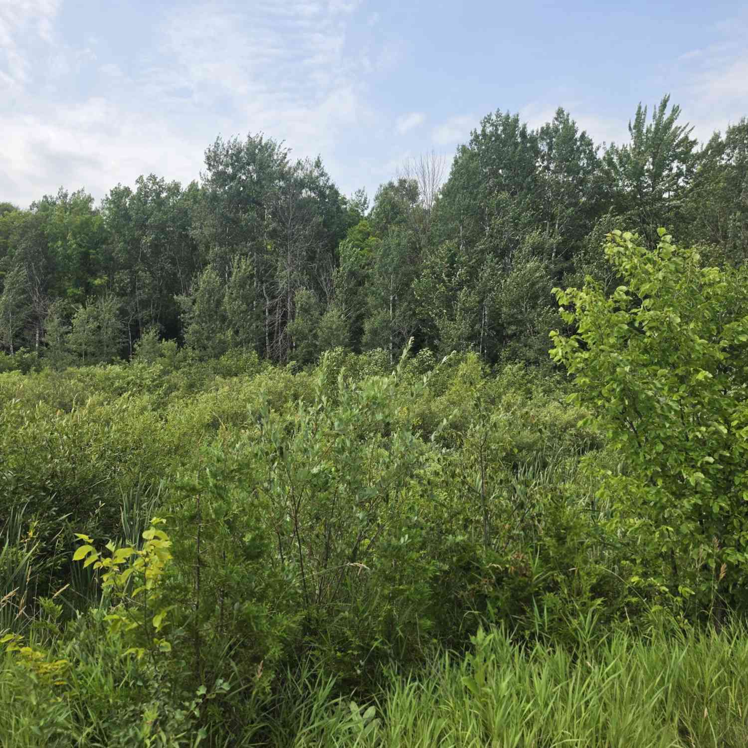 Vacant Land For Sale - LT1 Old Rail<br/> Wausaukee, WI 54177