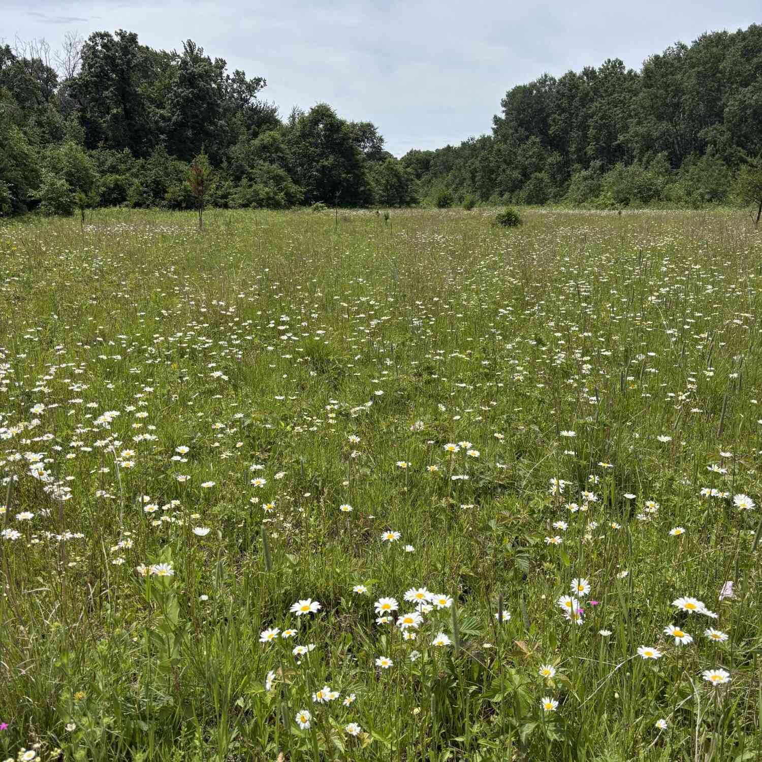 Vacant Land For Sale - Grapevine<br/> Monroe County, Tomah, WI 54660