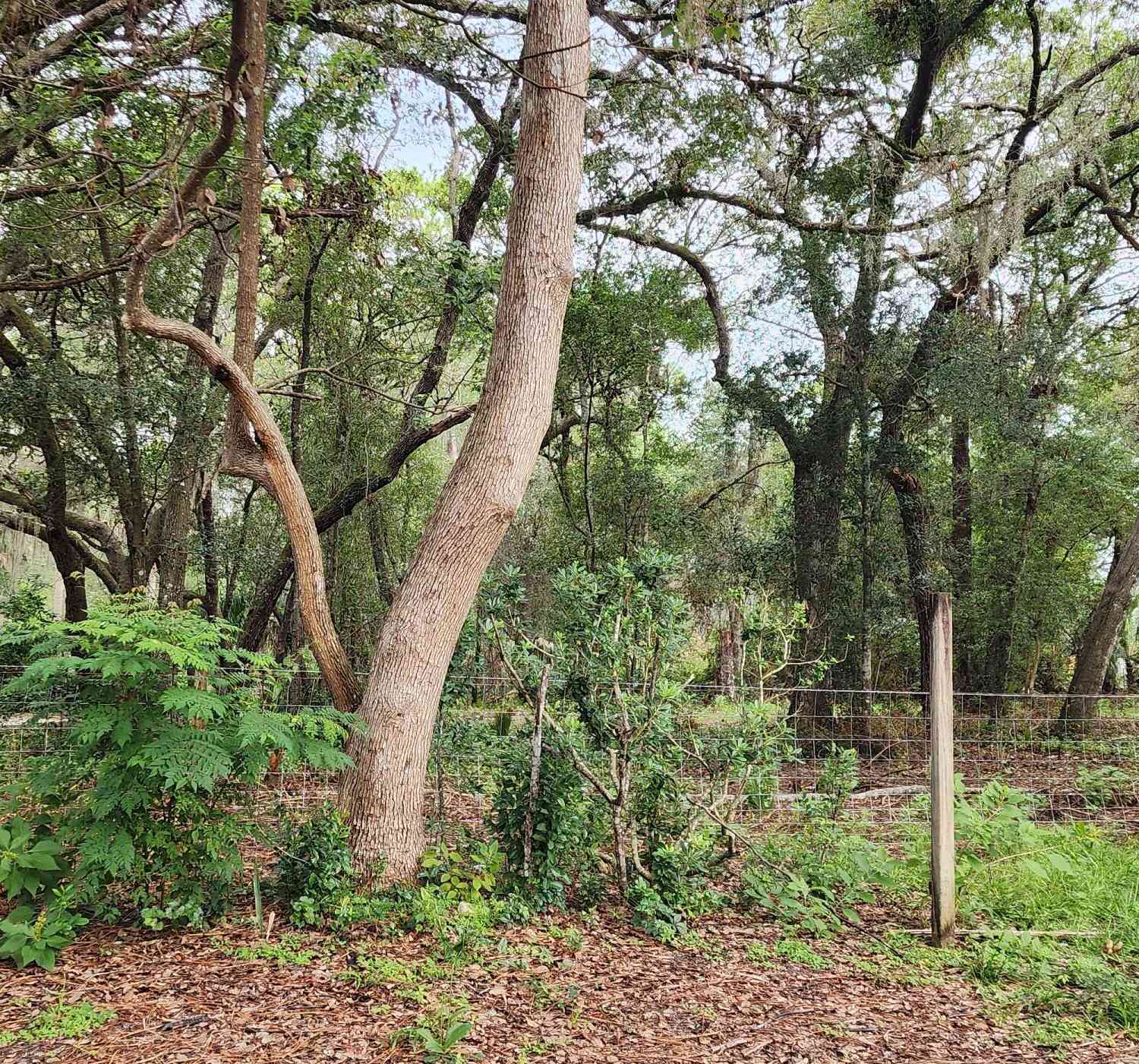 Vacant Land For Sale - 711 Sunset Avenue<br/> Orange City, FL 32763