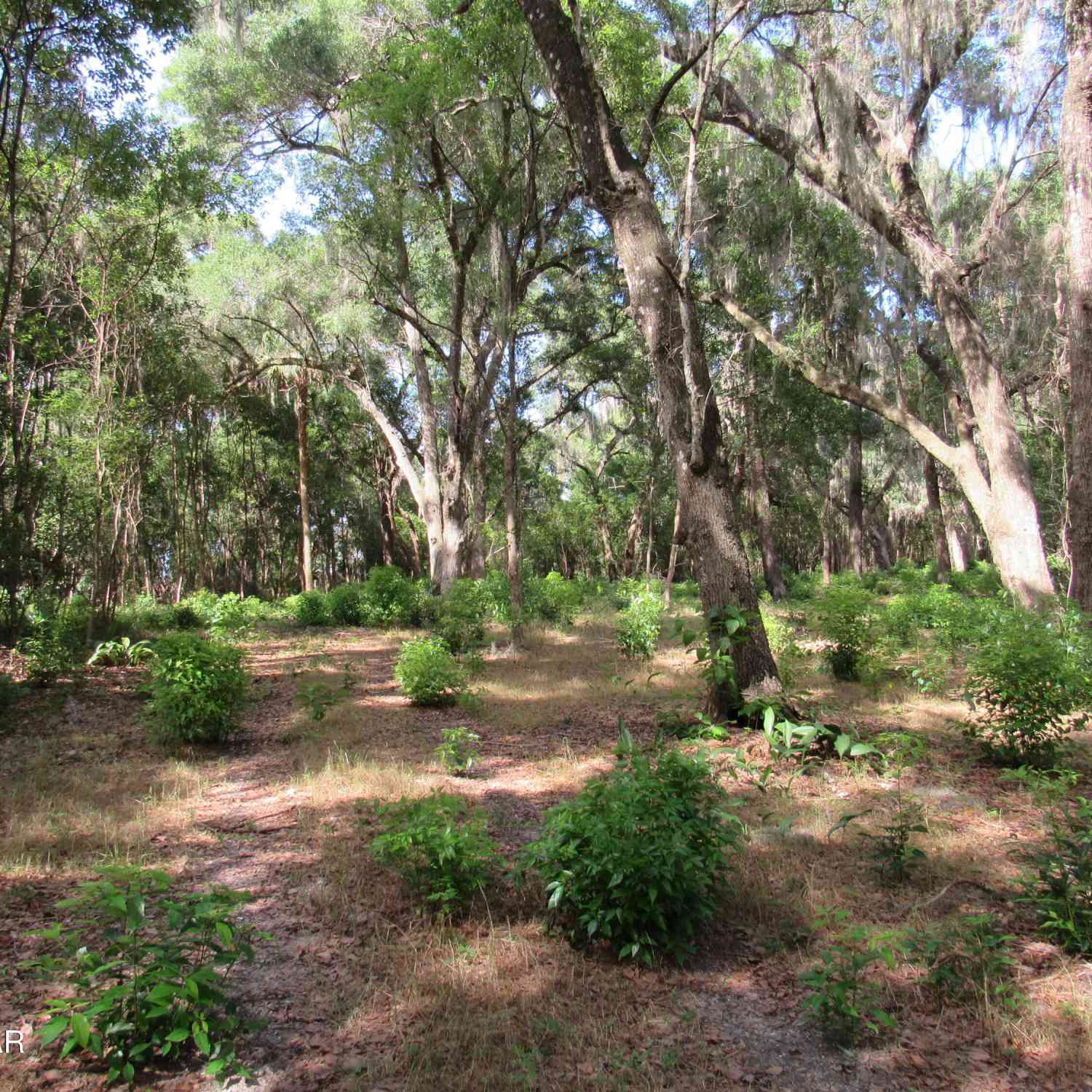 Vacant Land For Sale - Oak Valley Drive<br/> DeLand, FL 32720