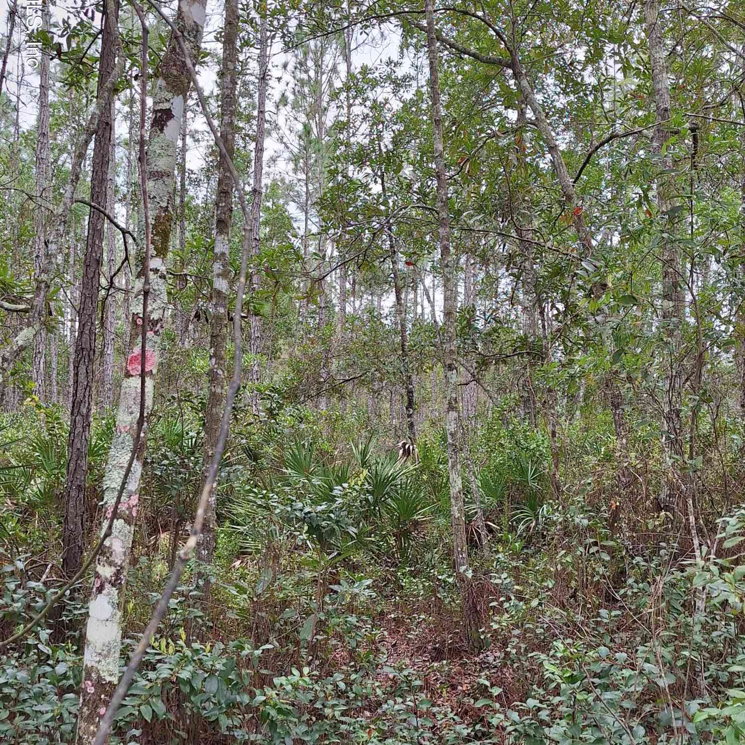 Vacant Land For Sale - E Don Quixote Street<br/> Palatka, FL 32177