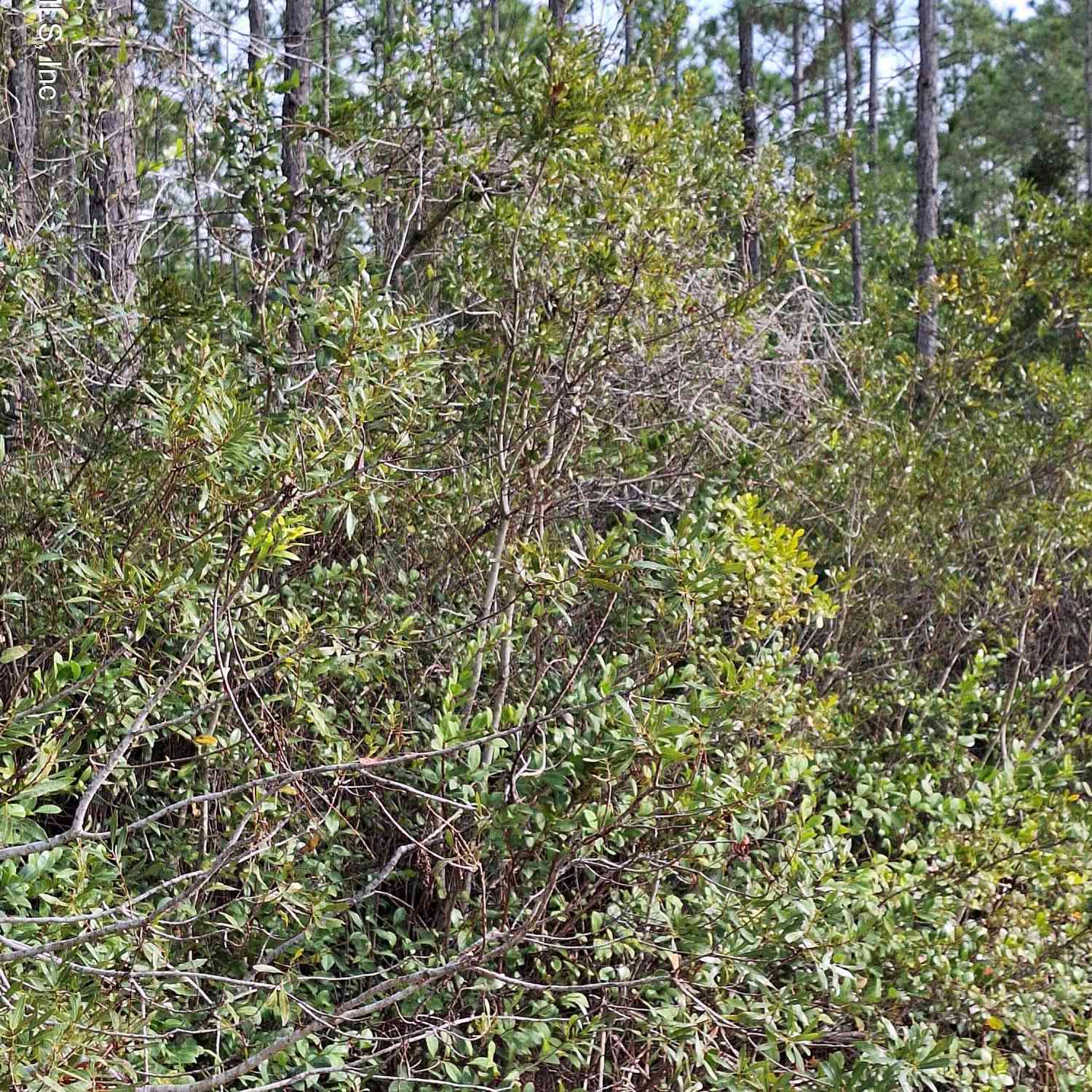 Vacant Land For Sale - E Escambia State Road<br/> Palatka, FL 32177