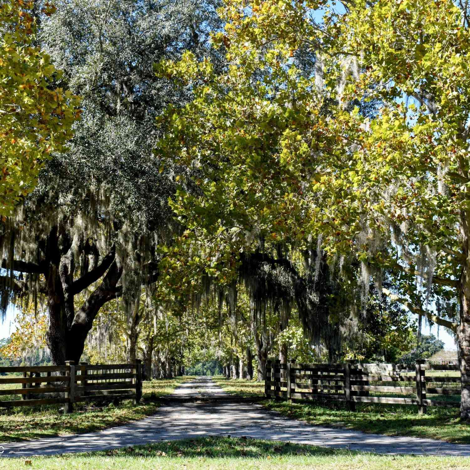 Vacant Land For Sale - XX W Peniel Road<br/> Palatka, FL 32177