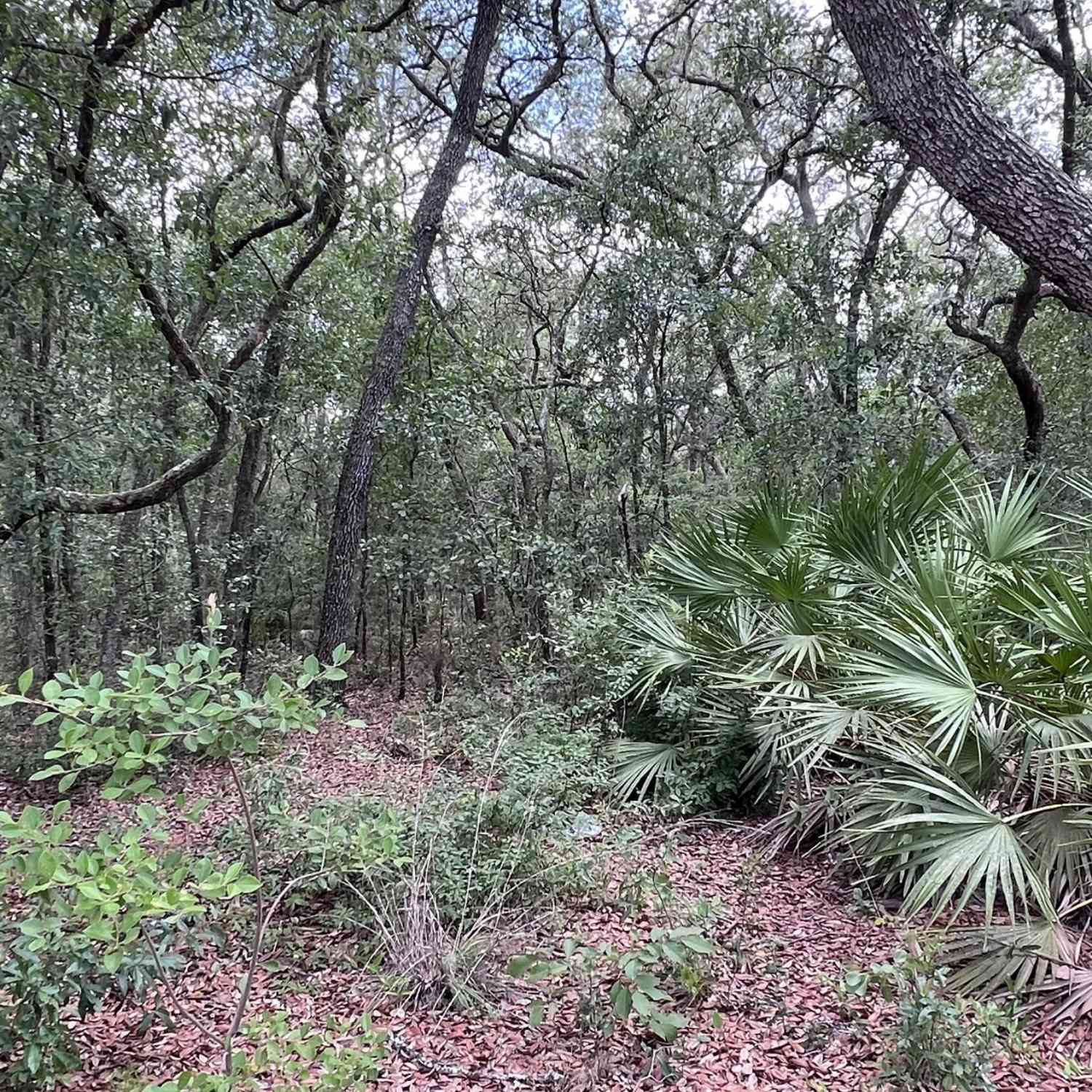 Vacant Land For Sale - 1107 Usina Avenue<br/> Interlachen, FL 32148