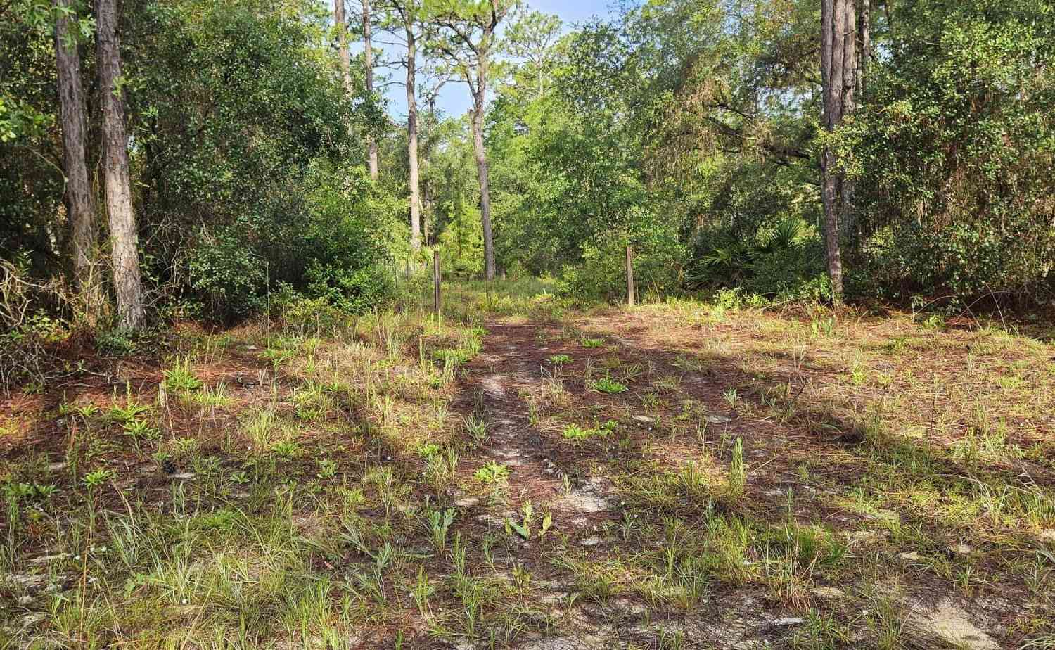 Vacant Land For Sale - 411 Incline Road<br/> Satsuma, FL 32189