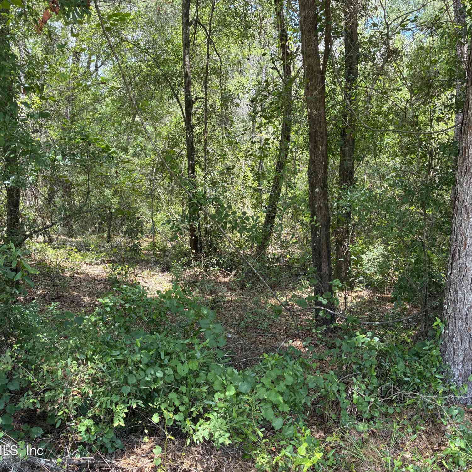 Vacant Land For Sale - 218 Beecher Springs Road<br/> Pomona Park, FL 32181