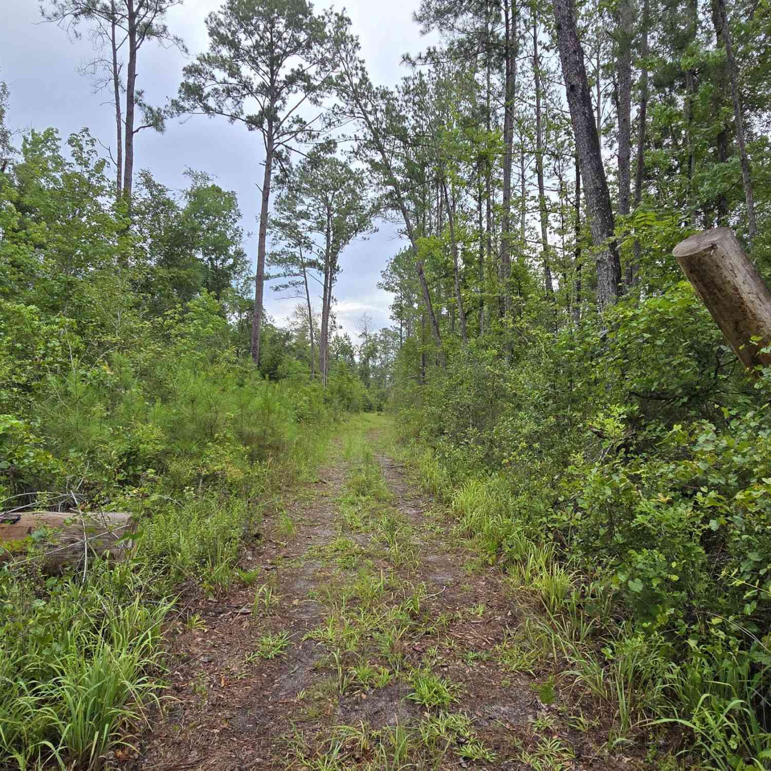 Vacant Land For Sale - LOT 16 16th Street<br/> Hamilton County, Jasper, FL 32052