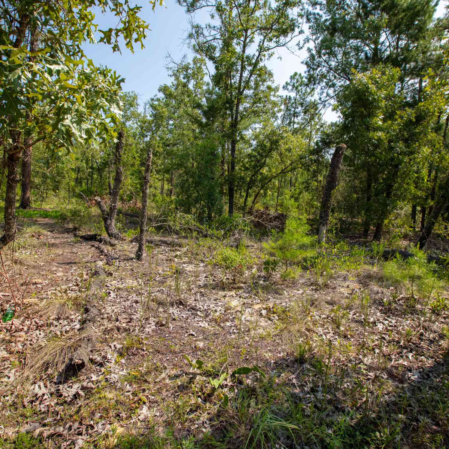 Vacant Land For Sale - 6258 Reed Drive<br/> Clay County, Keystone Heights, FL 32656