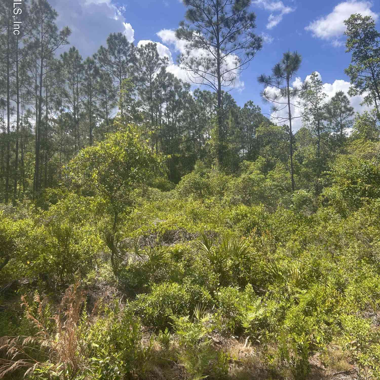 Vacant Land For Sale - 242 Lakeway Drive<br/> Putnam County, Georgetown, FL 32139