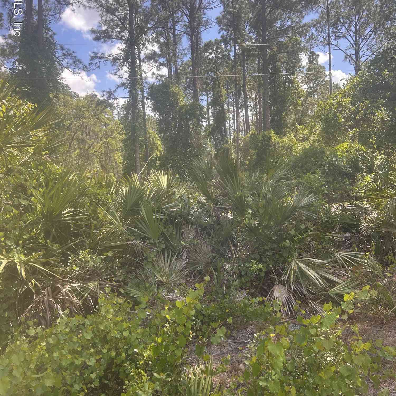 Vacant Land For Sale - 128 Forest Street<br/> Putnam County, Georgetown, FL 32139