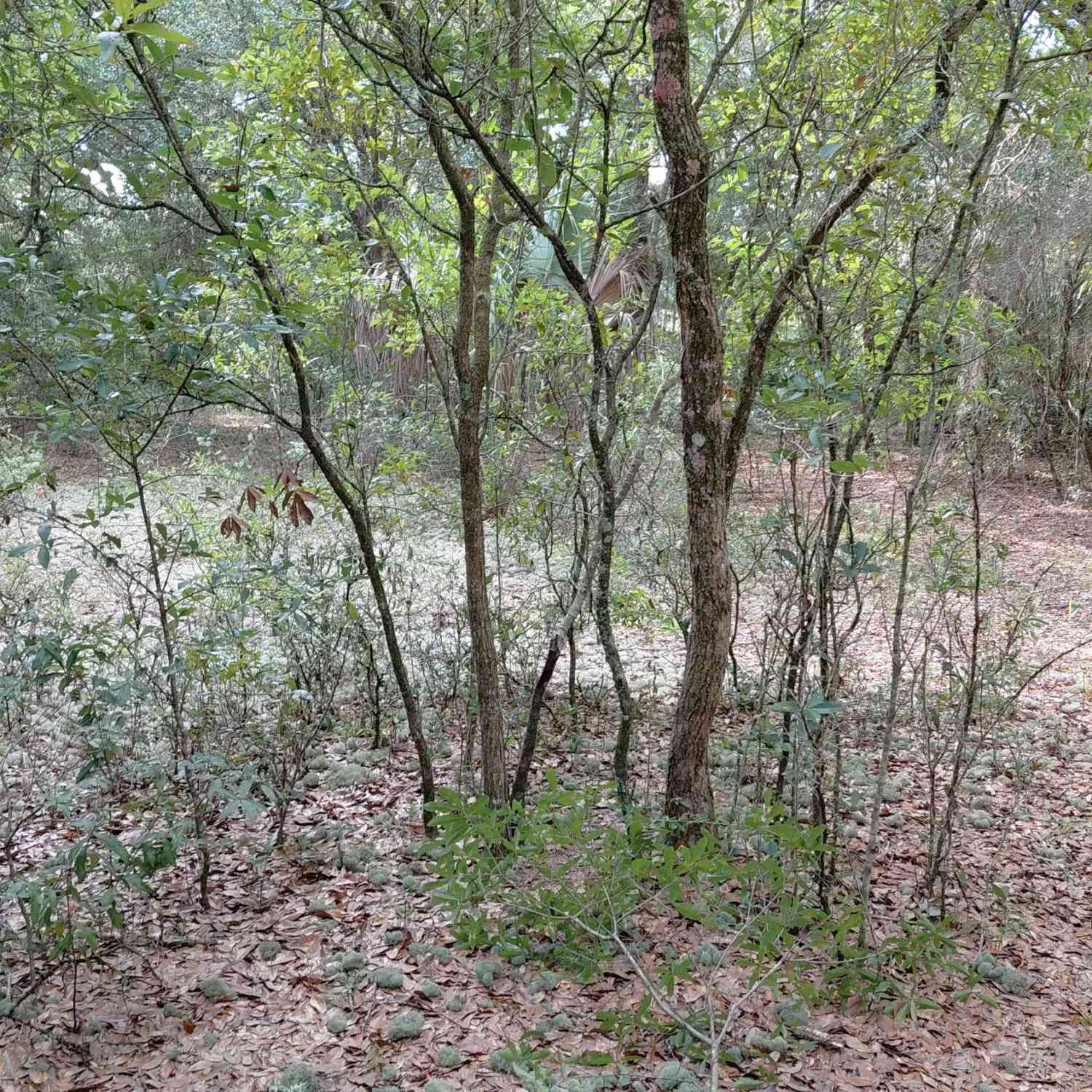 Vacant Land For Sale - 157 Oak Circle<br/> Putnam County, Interlachen, FL 32148