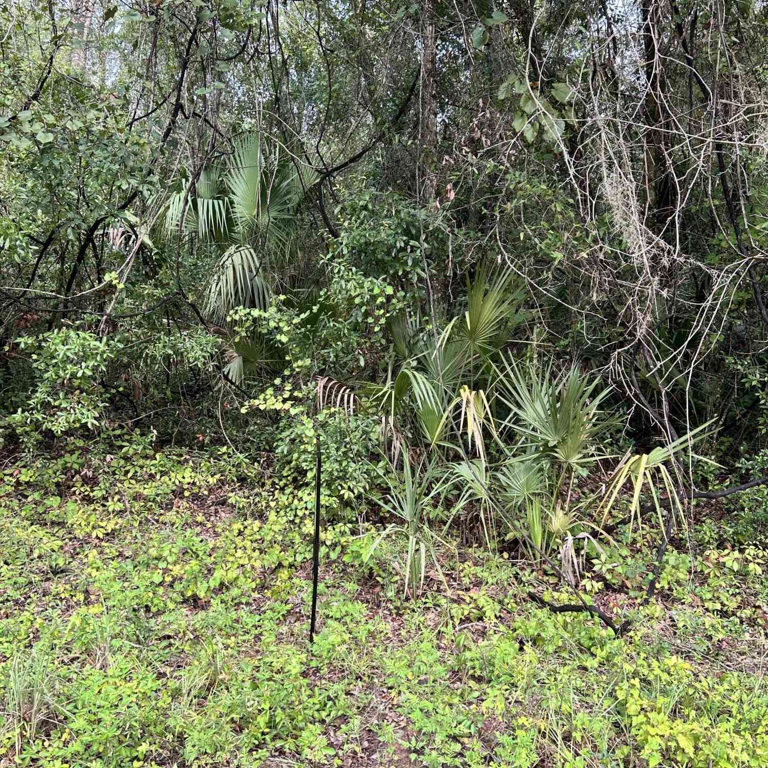 Vacant Land For Sale - Annette Avenue<br/> Putnam County, Interlachen, FL 32148