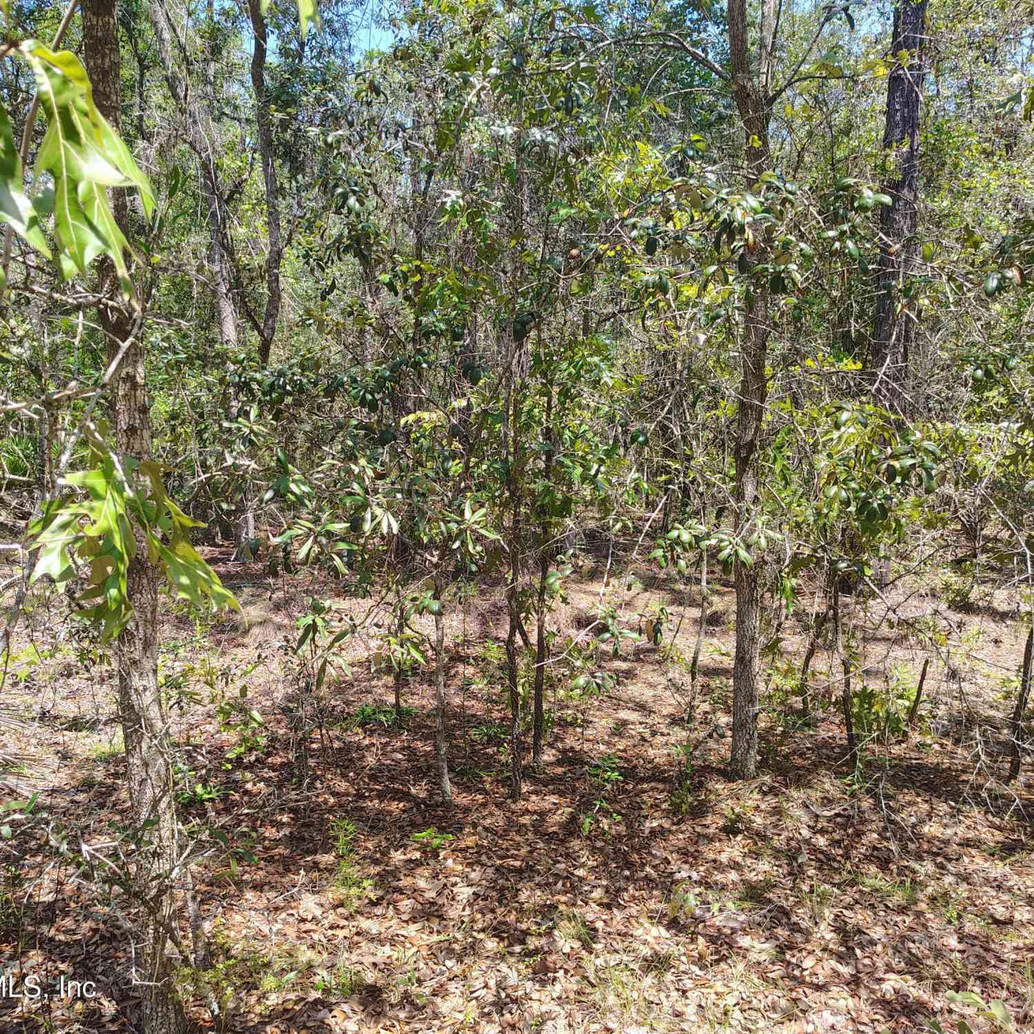 Vacant Land For Sale - TBD Sumac Street<br/> Interlachen, FL 32148
