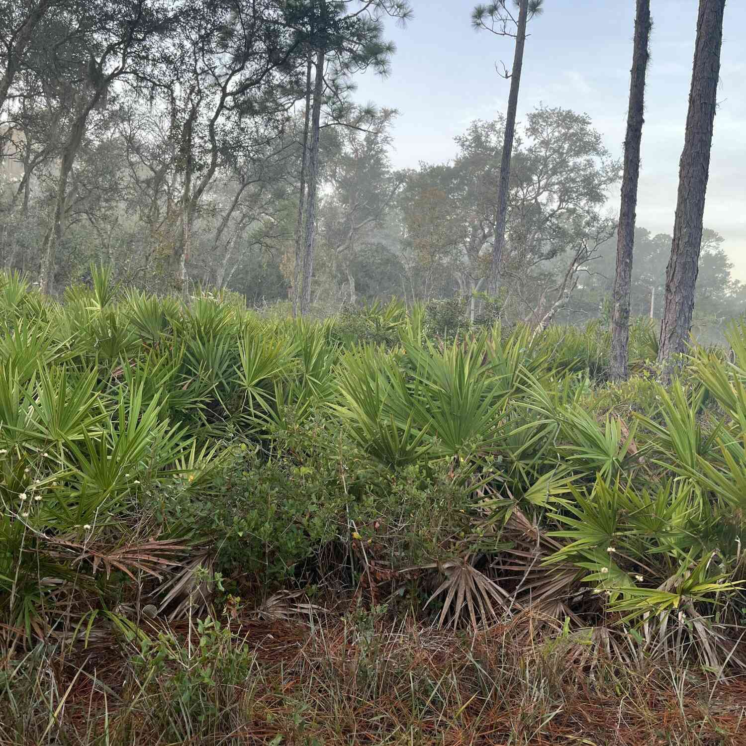 Vacant Land For Sale - 211 Temple Avenue<br/> Crescent City, FL 32112
