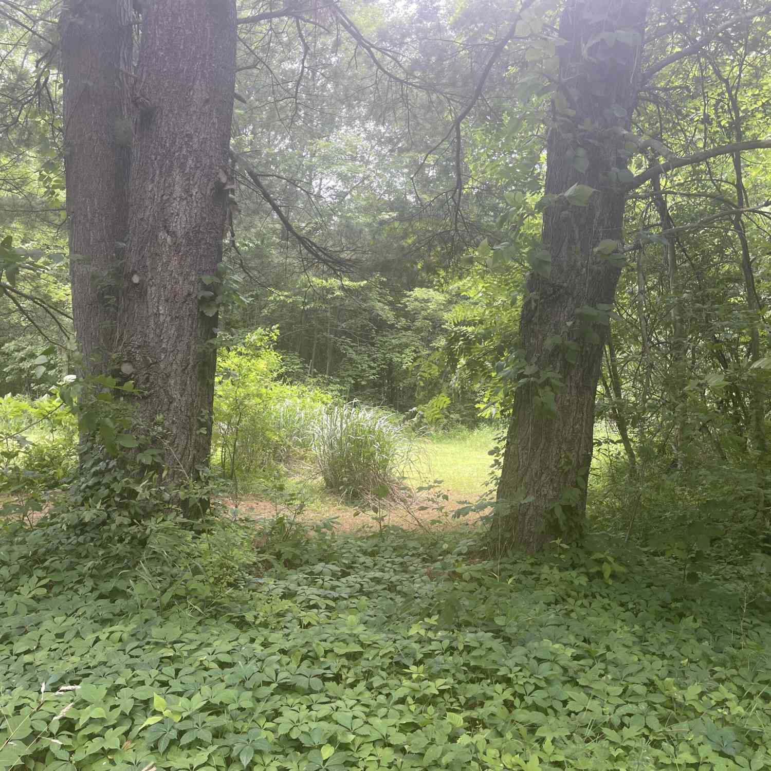 Vacant Land For Sale - VACANT LOT Miami Avenue<br/> Grand Junction, MI 49056