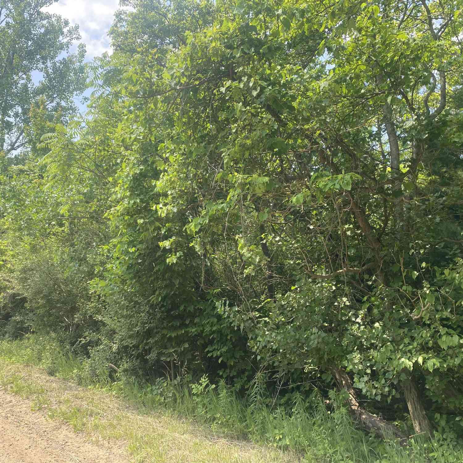 Vacant Land For Sale - V/L N 55th Street-a<br/> Grand Junction, MI 49056