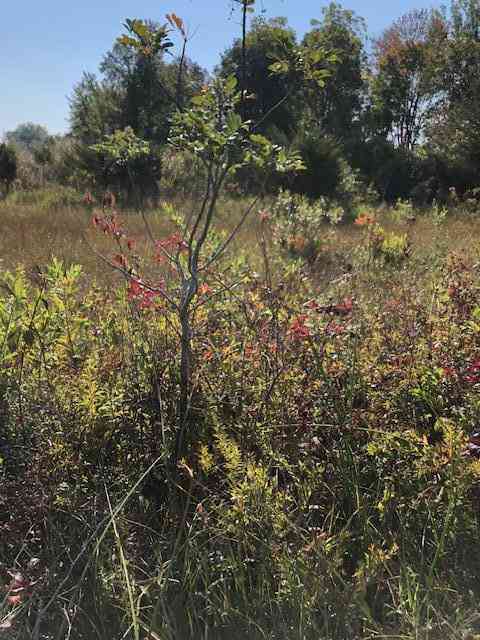 Vacant Land For Sale - 6 Pickeral Avenue<br/> Union, MI 49130