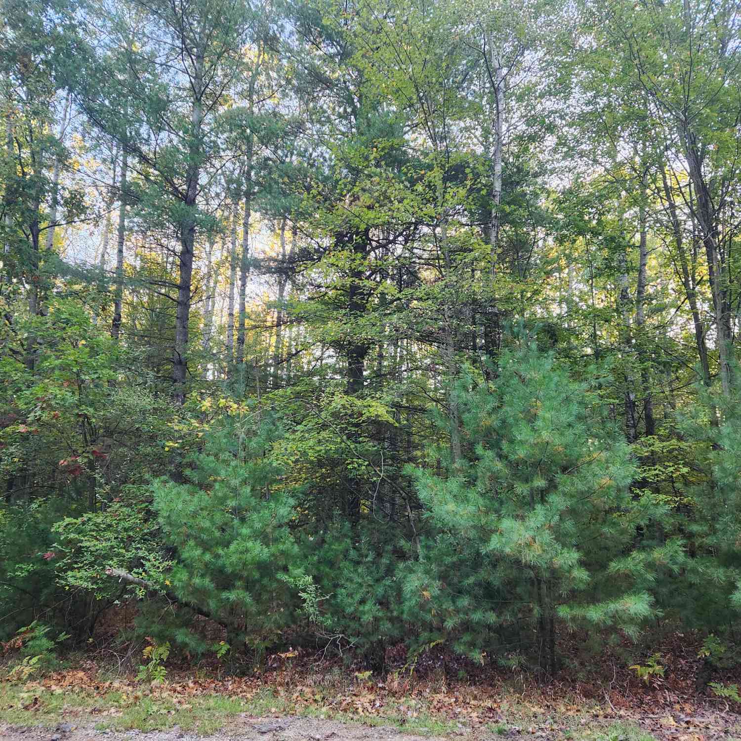 Vacant Land For Sale - 6842 White Pine Drive<br/> Canadian Lakes, MI 49346