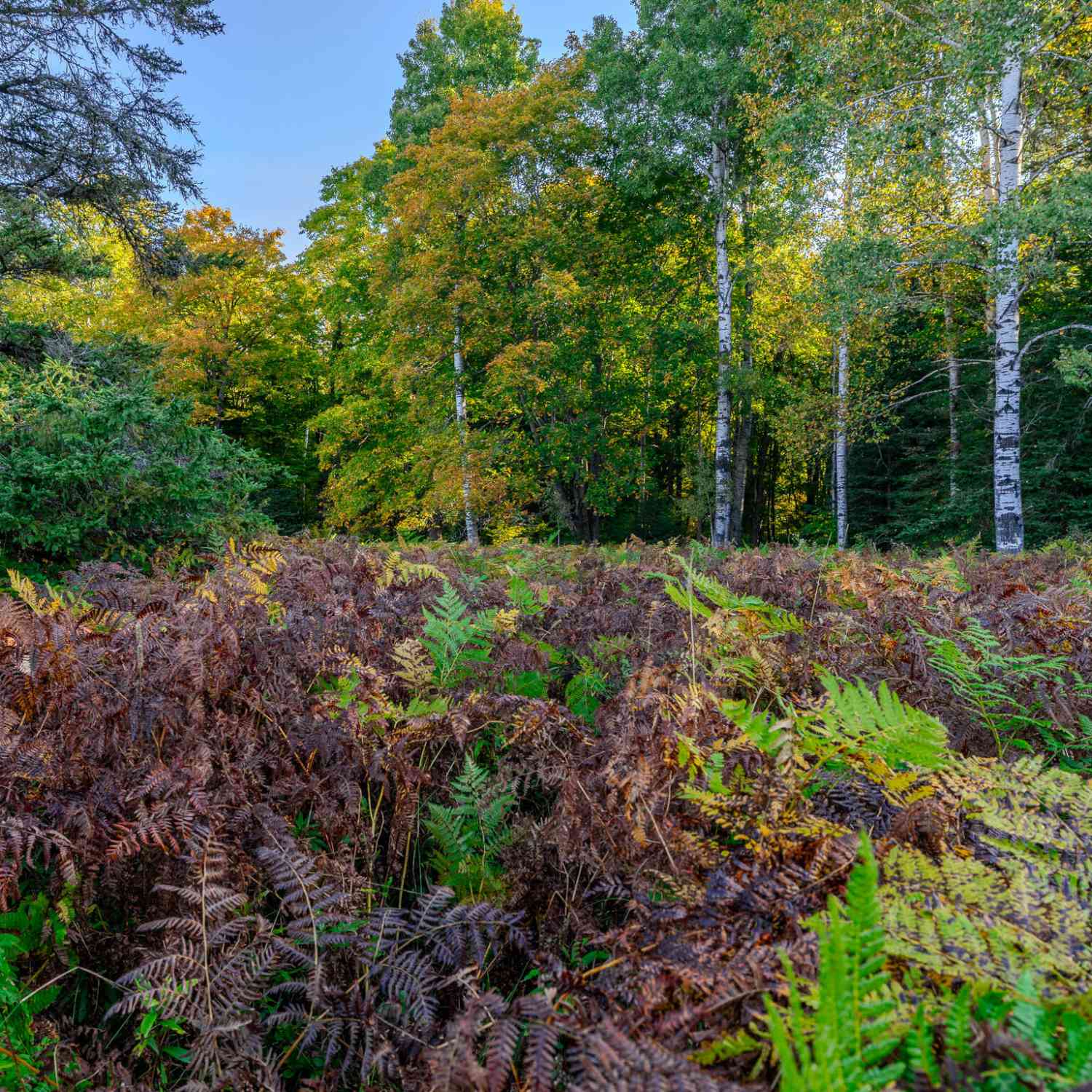 Vacant Land For Sale - LOT 1 E 22 Mile Rd<br/> Pickford, MI 49774