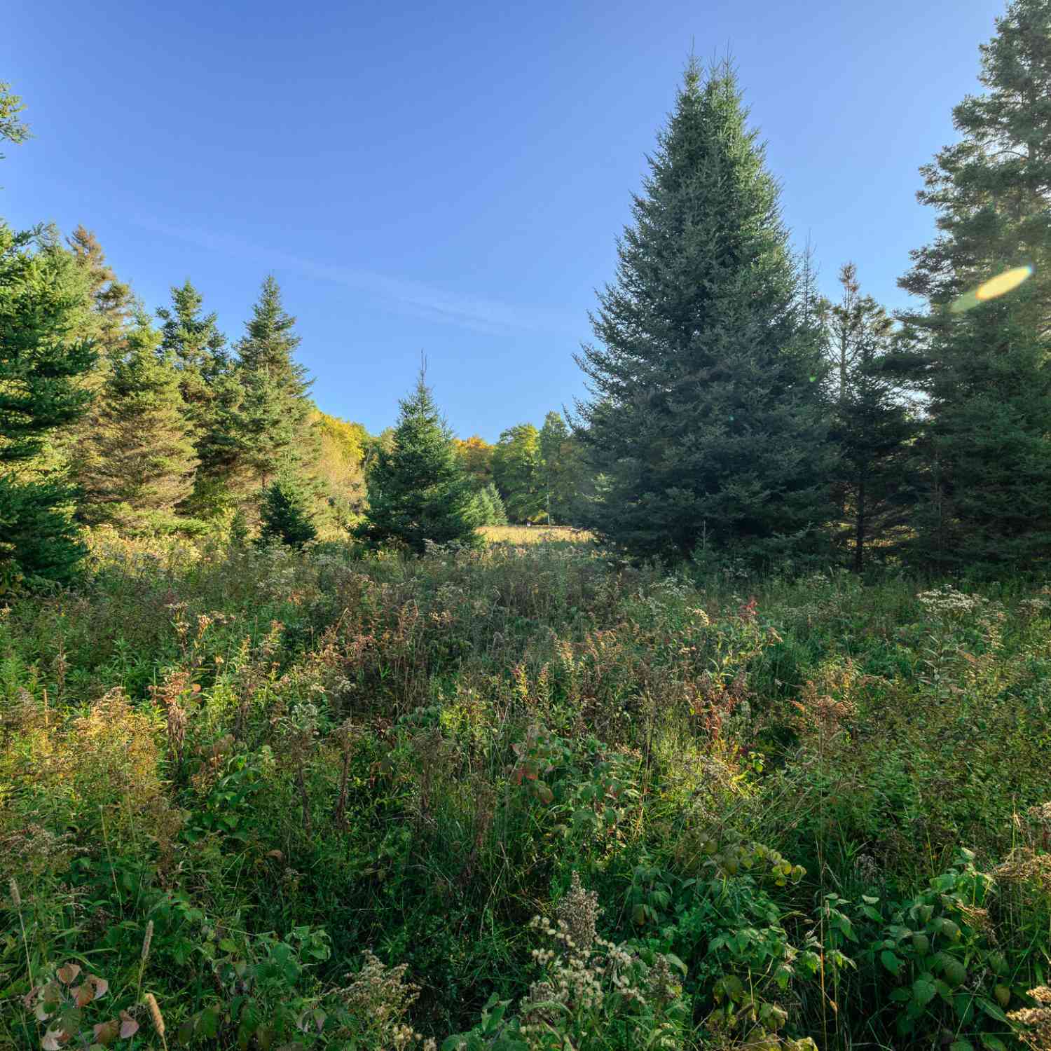 Vacant Land For Sale - LOT 2 E 22 Mile Rd<br/> Pickford, MI 49774