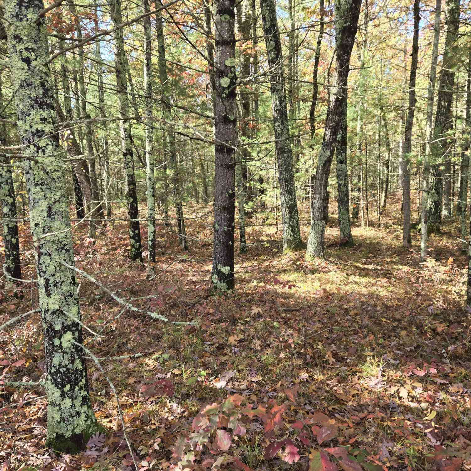 Vacant Land For Sale - 00 W Coolidge<br/> Bitely, MI 49309