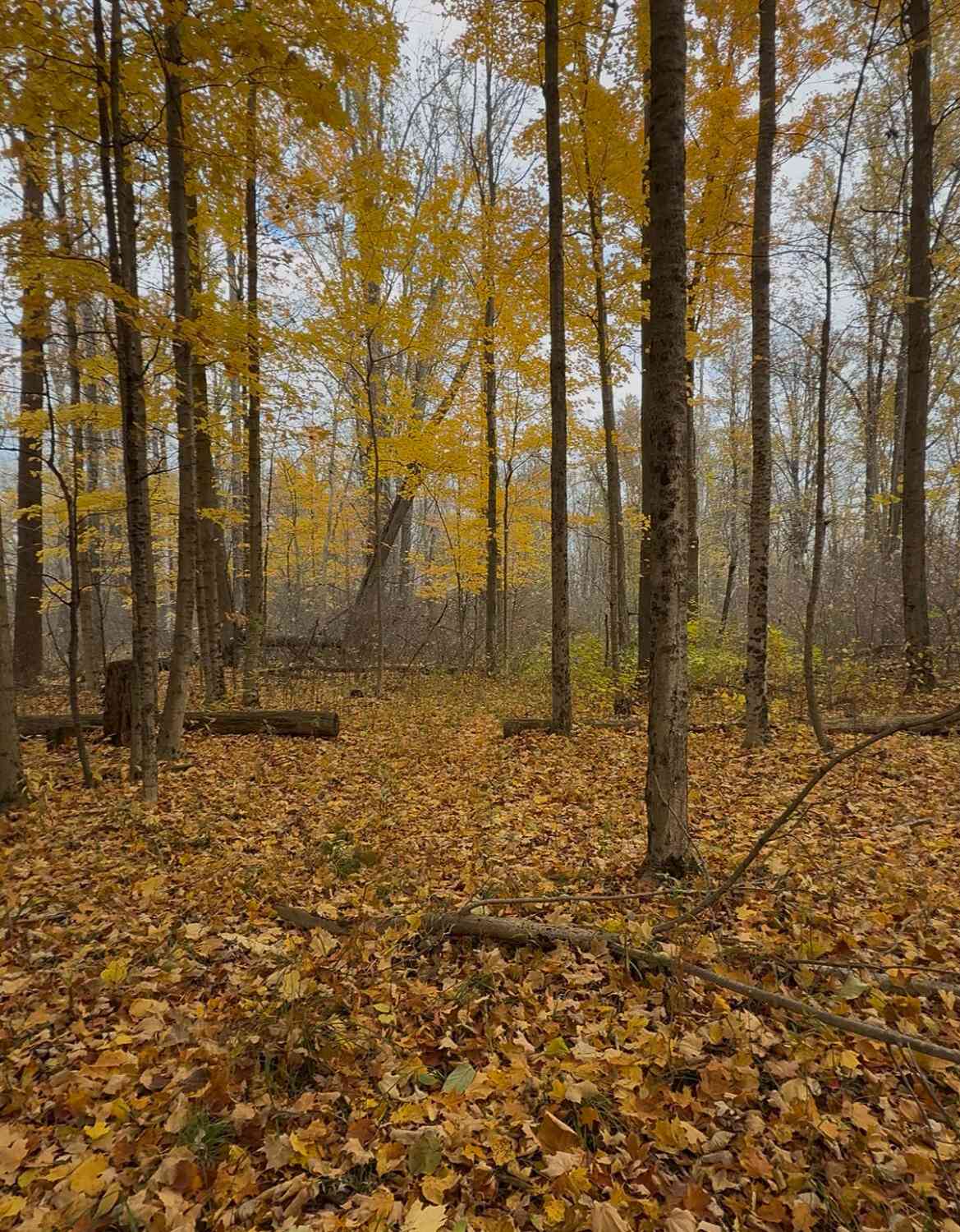 Vacant Land For Sale - Vl Cr 653<br/> Gobles, MI 49055