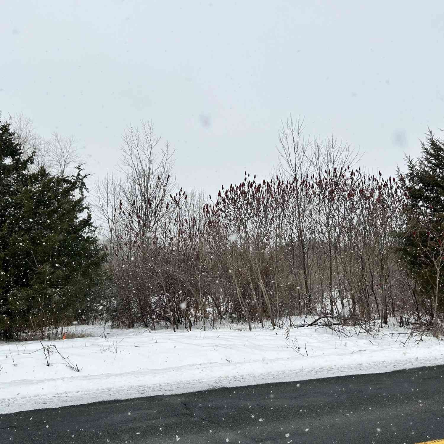Vacant Land For Sale - 1614 66th Street<br/> Fennville, MI 49408
