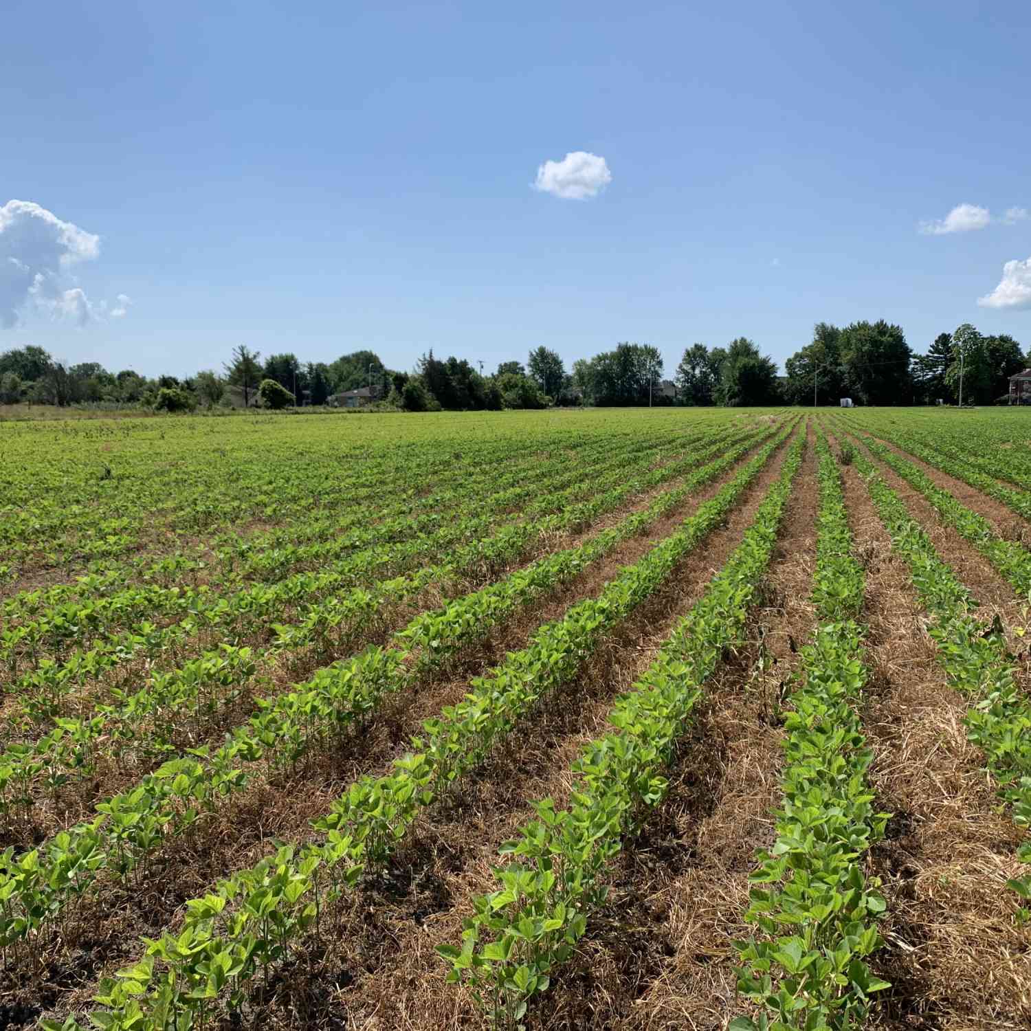 Vacant Land For Sale - 00 Gibraltar Road<br/> Flat Rock, MI 48134