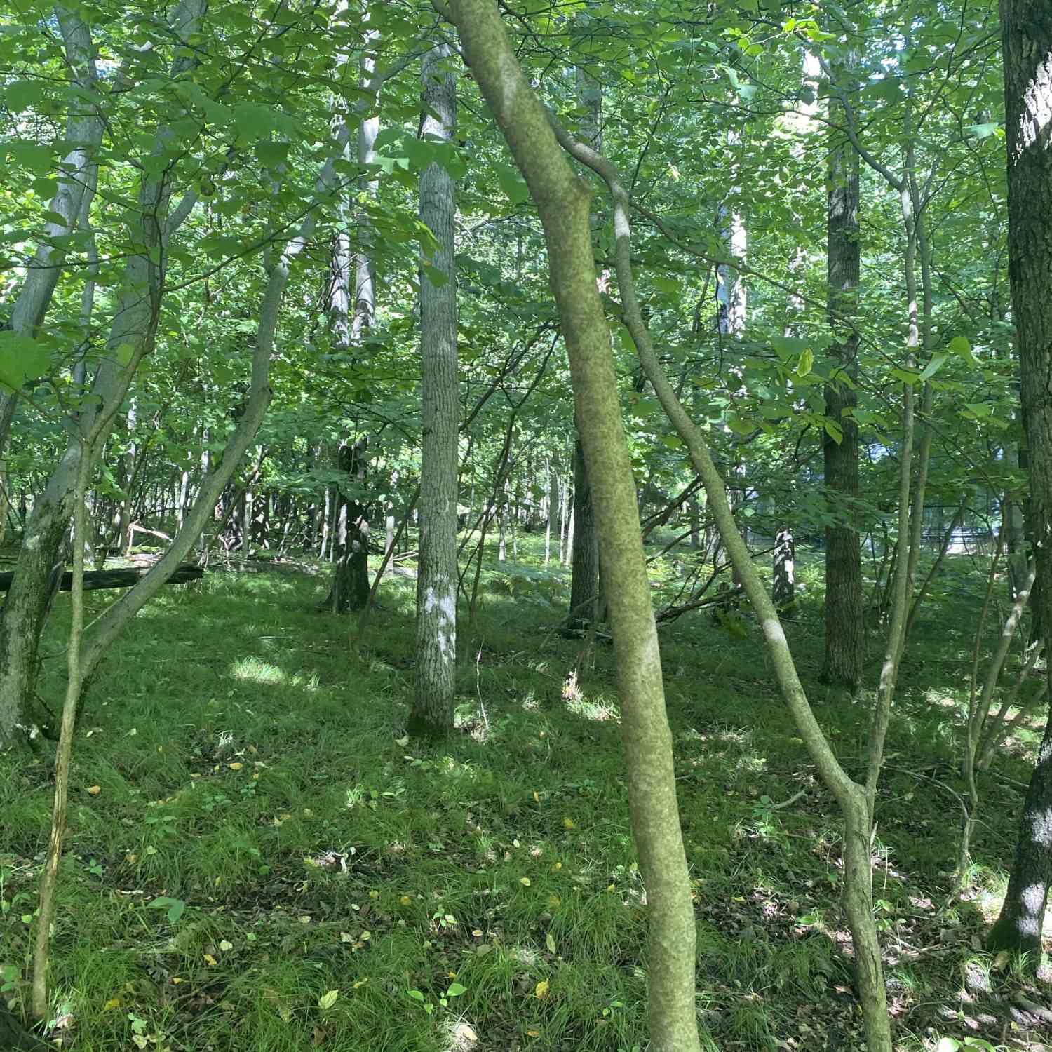 Vacant Land For Sale - 12100 Belle Isle Drive #369<br/> Canadian Lakes, MI 49346