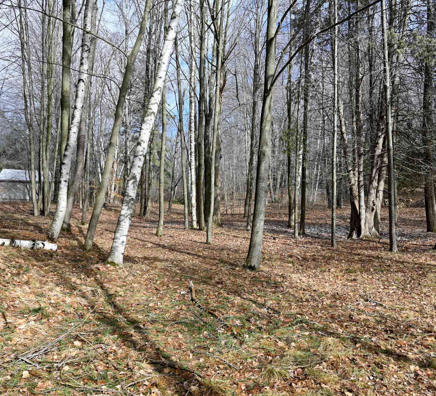 Vacant Land For Sale - 9828 Pontiac Trail<br/> Evart, MI 49631
