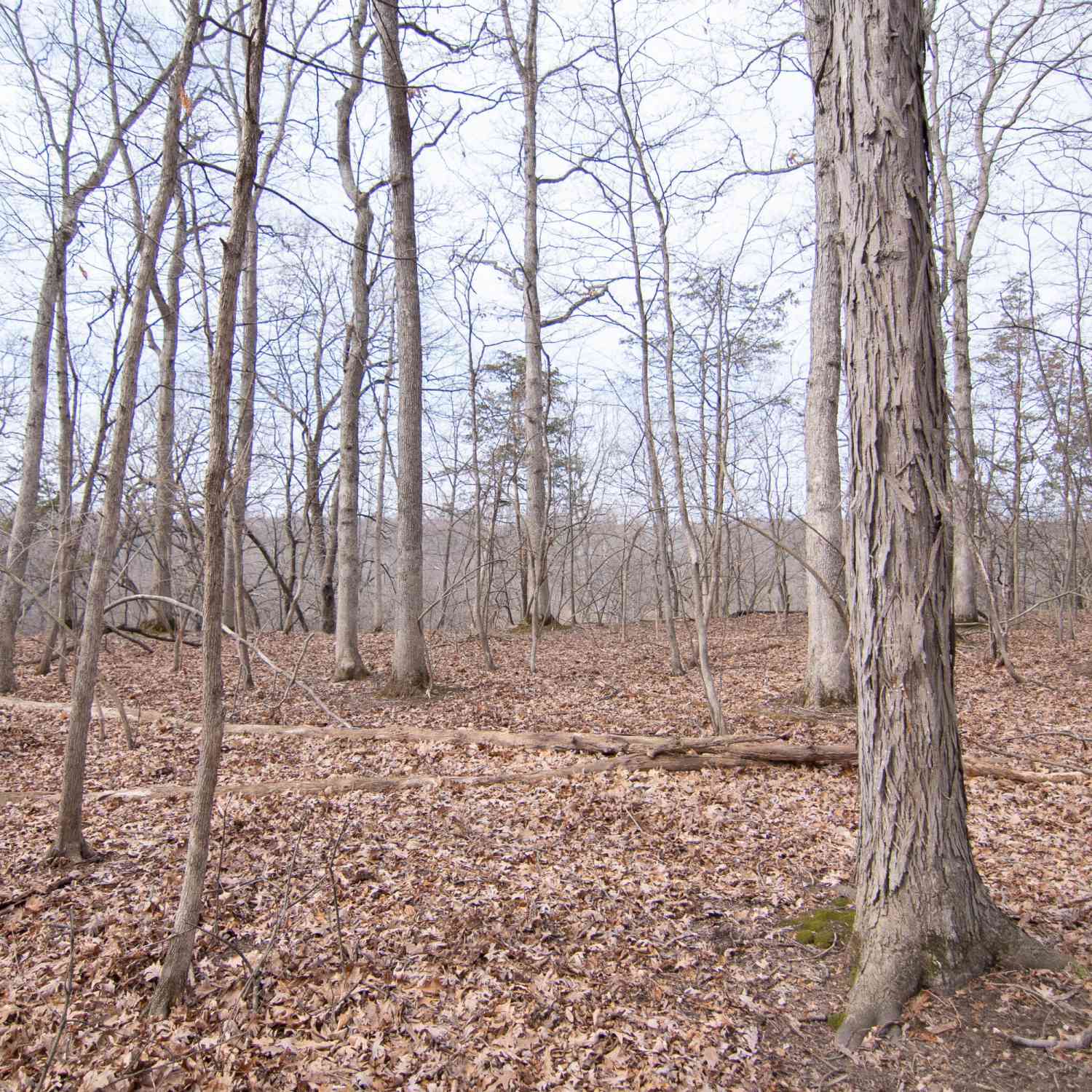Vacant Land For Sale - 5033 Red Fox Run<br/> Ann Arbor, MI 48105