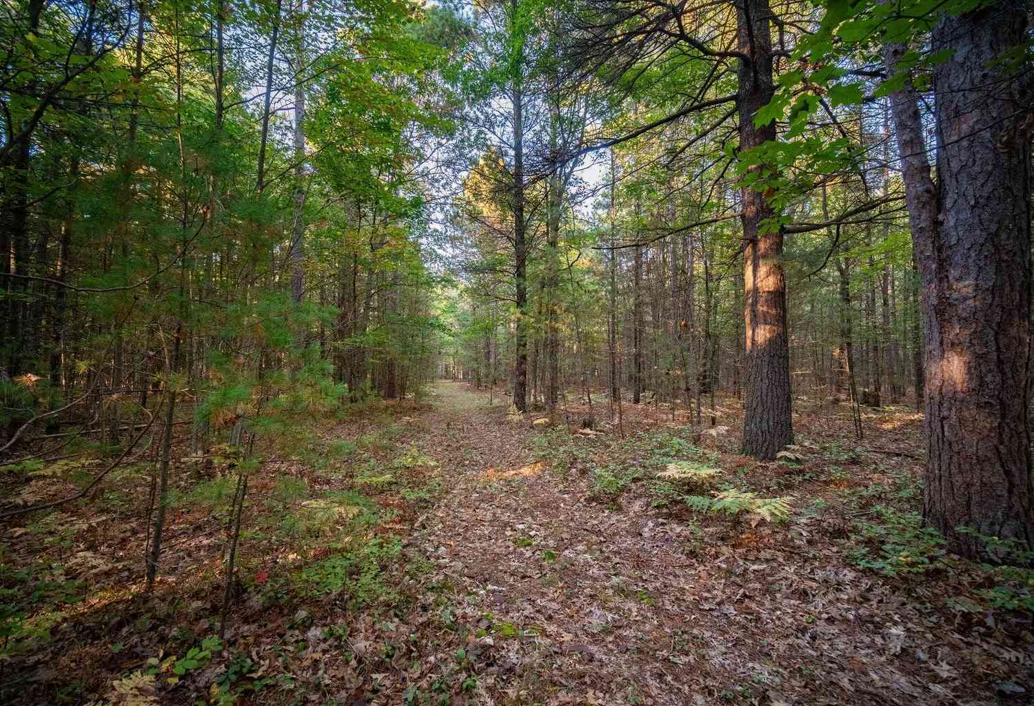 Vacant Land For Sale - NORTH Wildwood Road<br/> Manistee, MI 49660