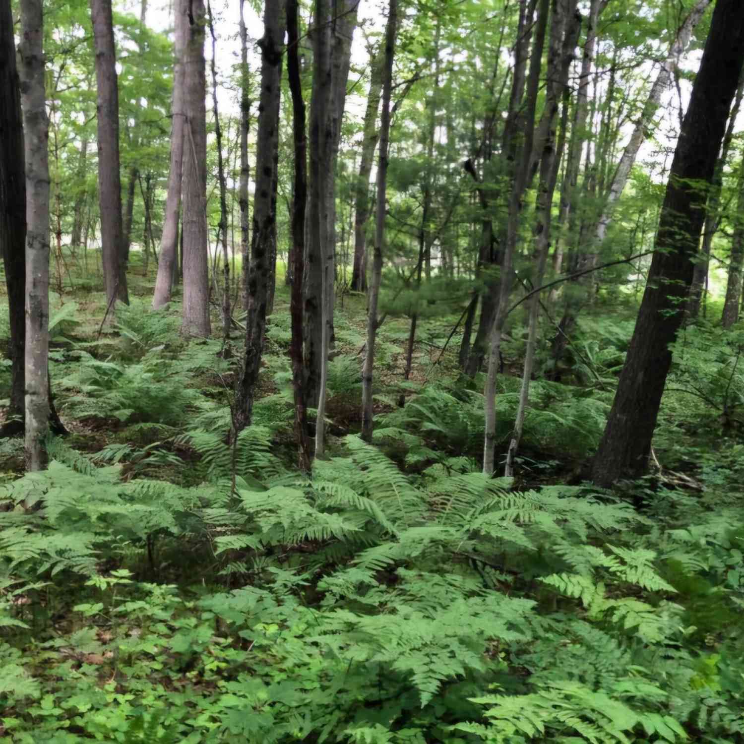 Vacant Land For Sale - 7752 N Felch Avenue<br/> Bitely, MI 49309