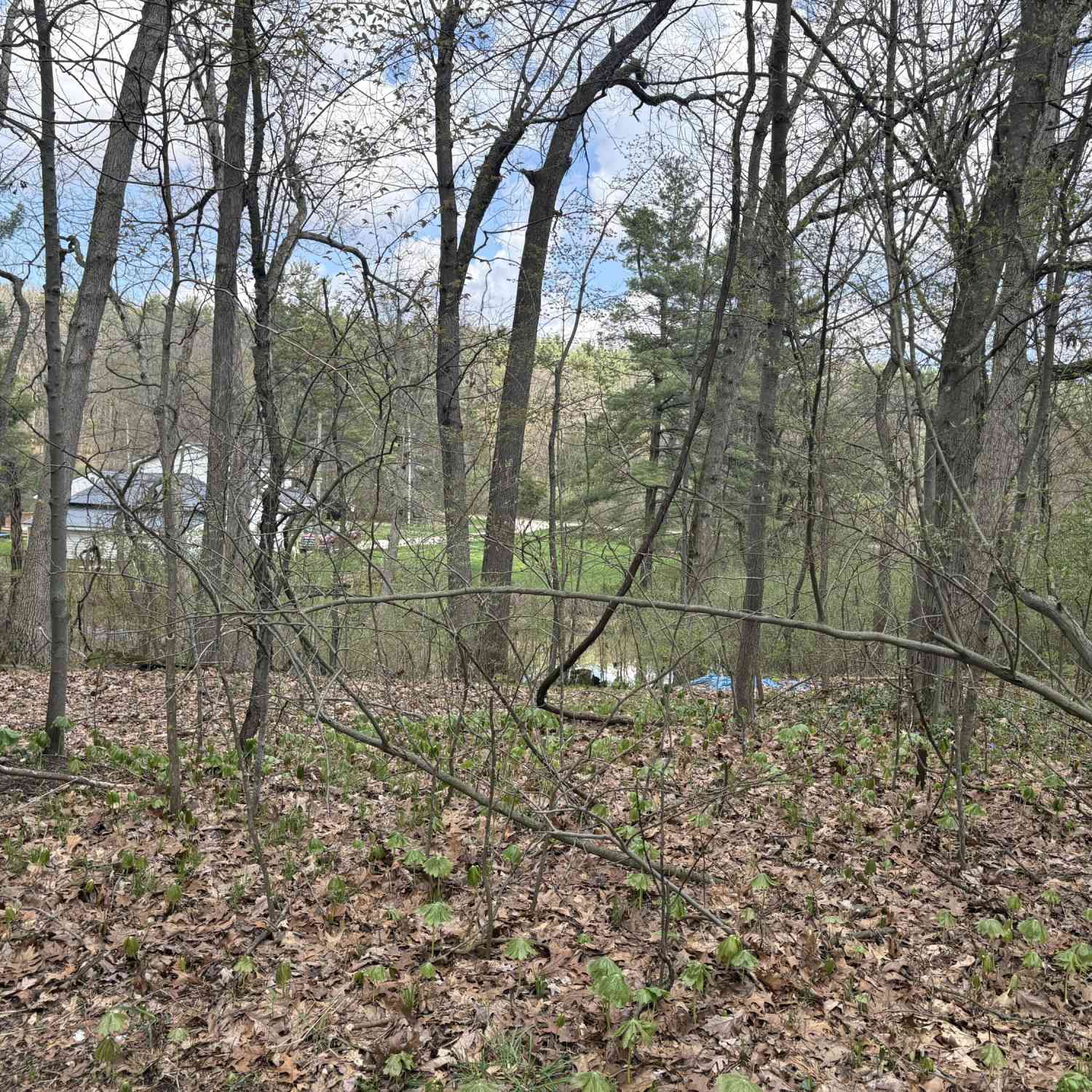 Vacant Land For Sale - 8091 Poplar Drive<br/> Reading, MI 49274