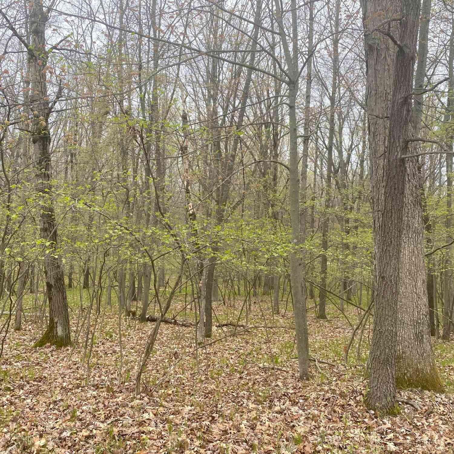 Vacant Land For Sale - 12090 Dubois Drive<br/> Canadian Lakes, MI 49346