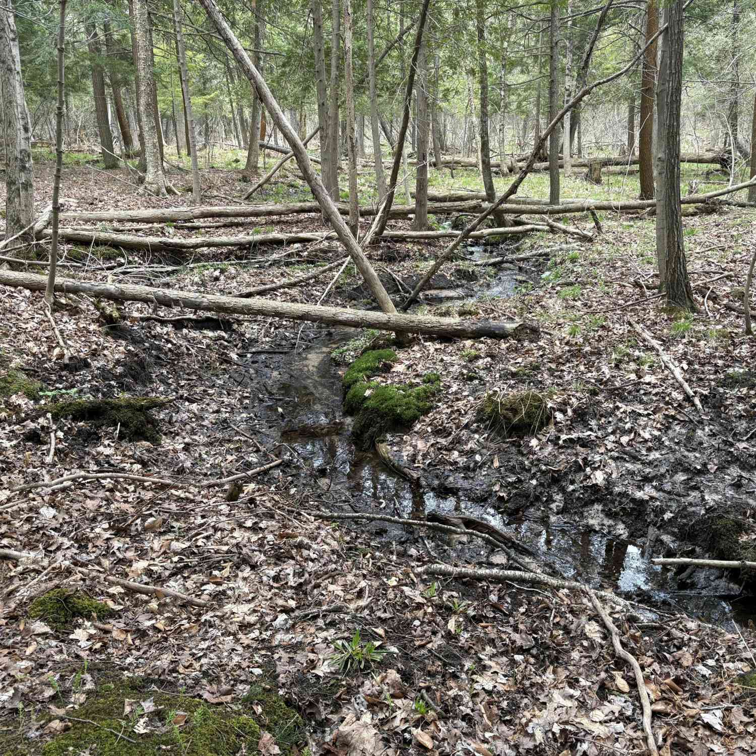 Vacant Land For Sale - 2.27 ACRES W Shelby Road<br/> Shelby, MI 49455