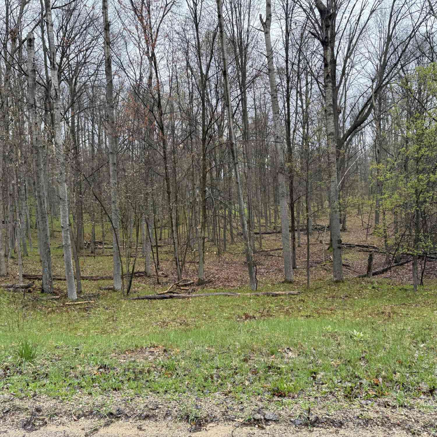 Vacant Land For Sale - 8196 Pine Tree Trail<br/> Stanwood, MI 49346