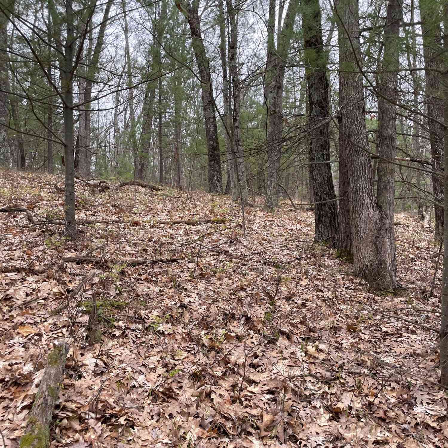 Vacant Land For Sale - PARCEL C Coates Hwy<br/> Brethren, MI 49619