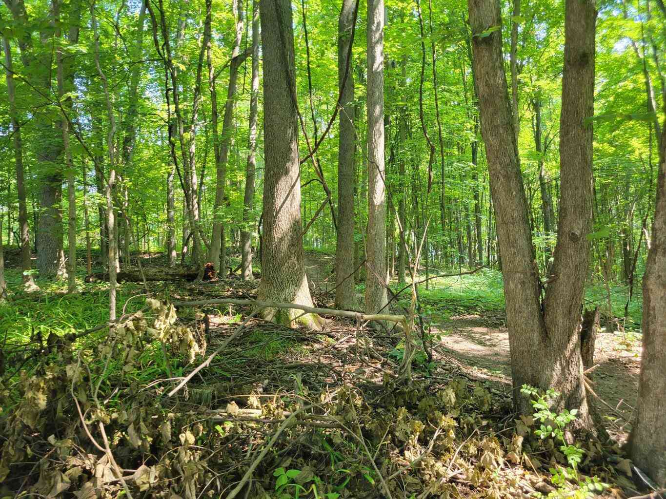 Vacant Land For Sale - V/L Peterson Drive<br/> Gobles, MI 49055