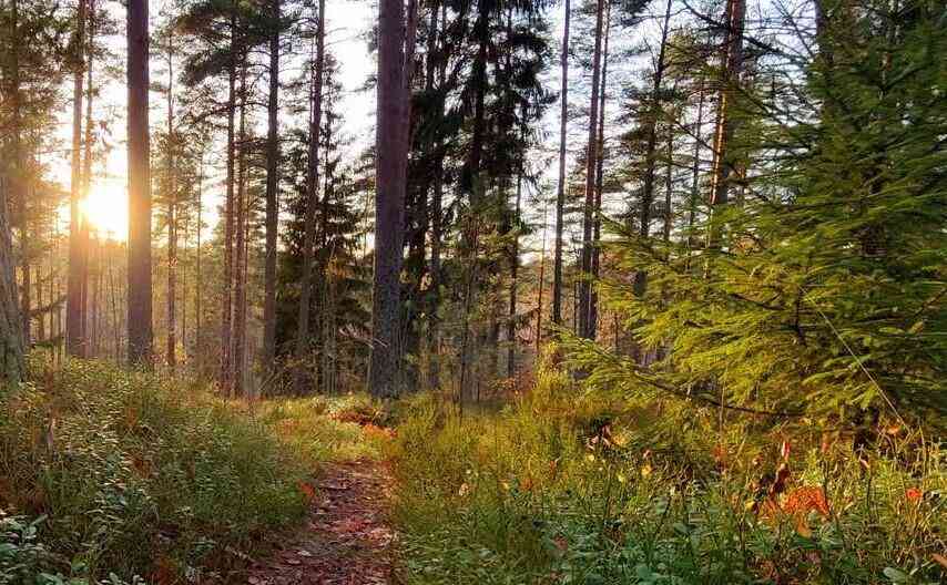 Vacant Land For Sale - 2928 Pickford Drive<br/> Ada, MI 49301