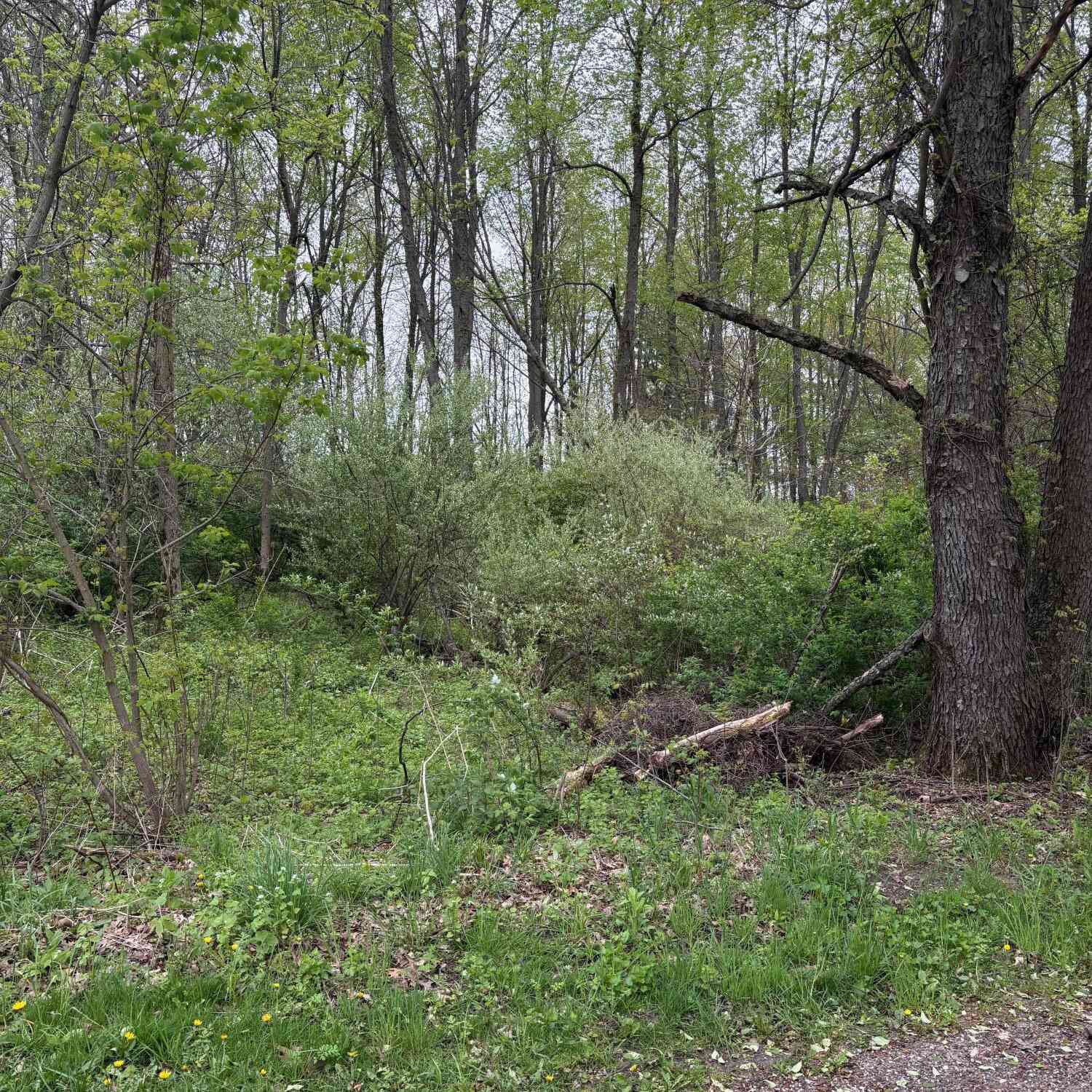 Vacant Land For Sale - V/L W Quimby Road<br/> Hastings, MI 49058