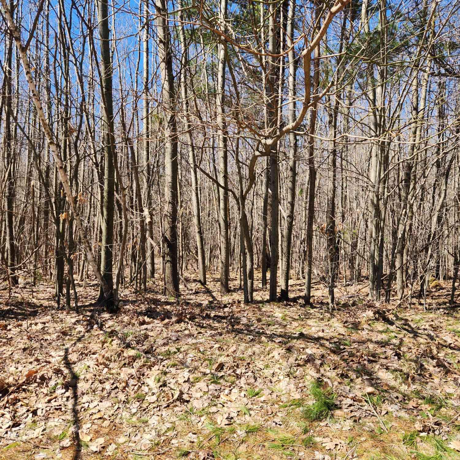 Vacant Land For Sale - W Starlight Ridge Circle #62<br/> Onekama, MI 49675