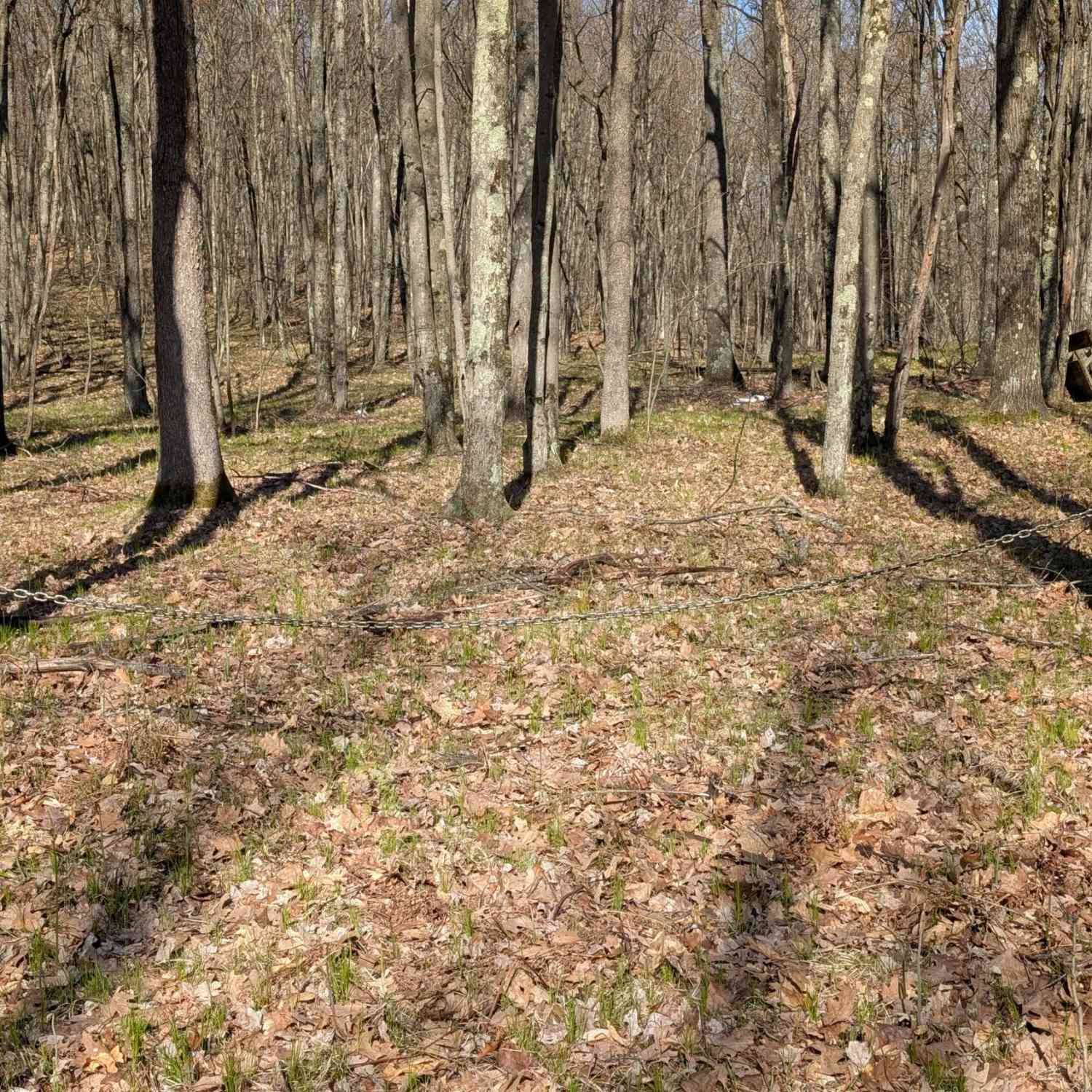 Vacant Land For Sale - V/L Willow Avenue<br/> Bitely, MI 49309
