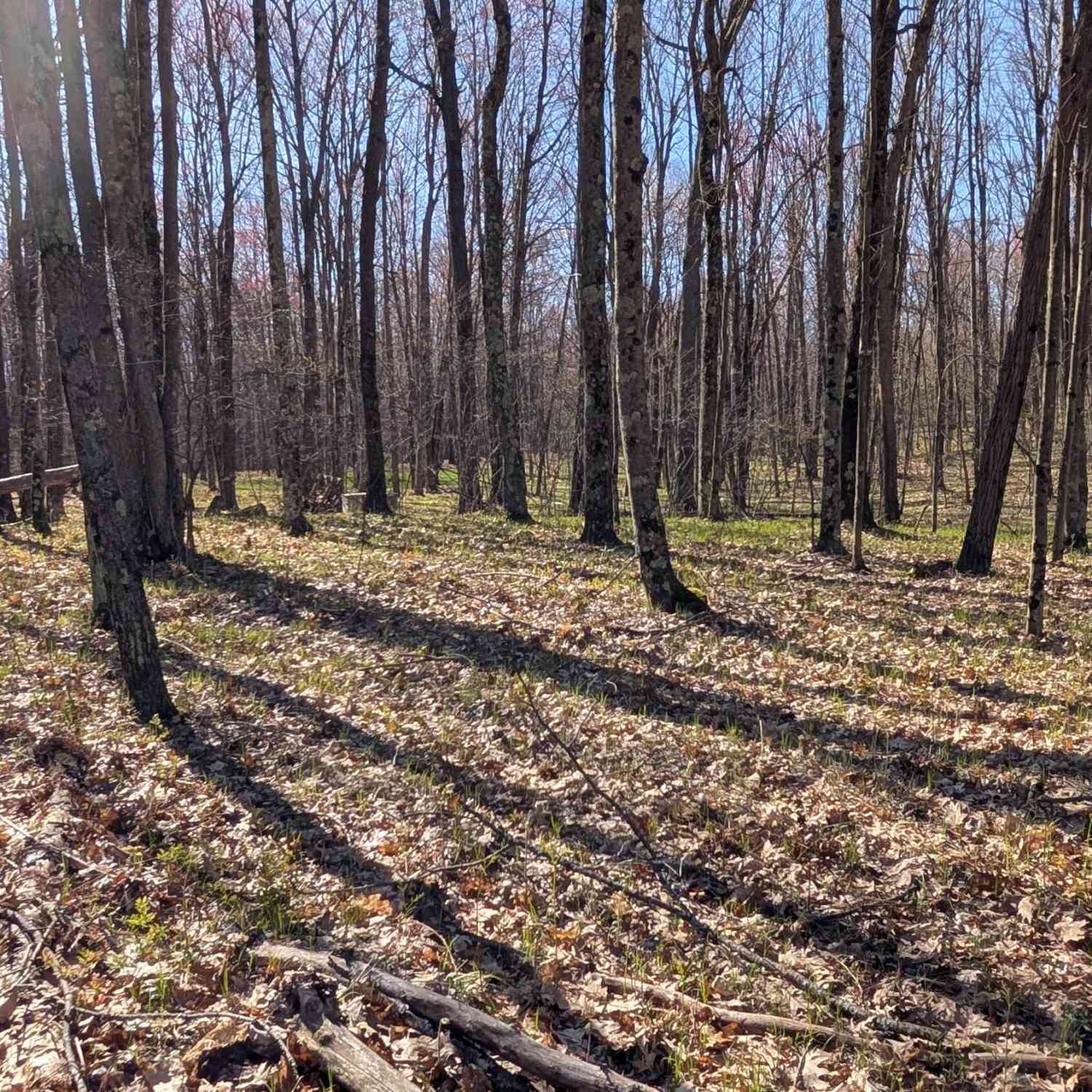 Vacant Land For Sale - V/L Willow Avenue<br/> Bitely, MI 49309