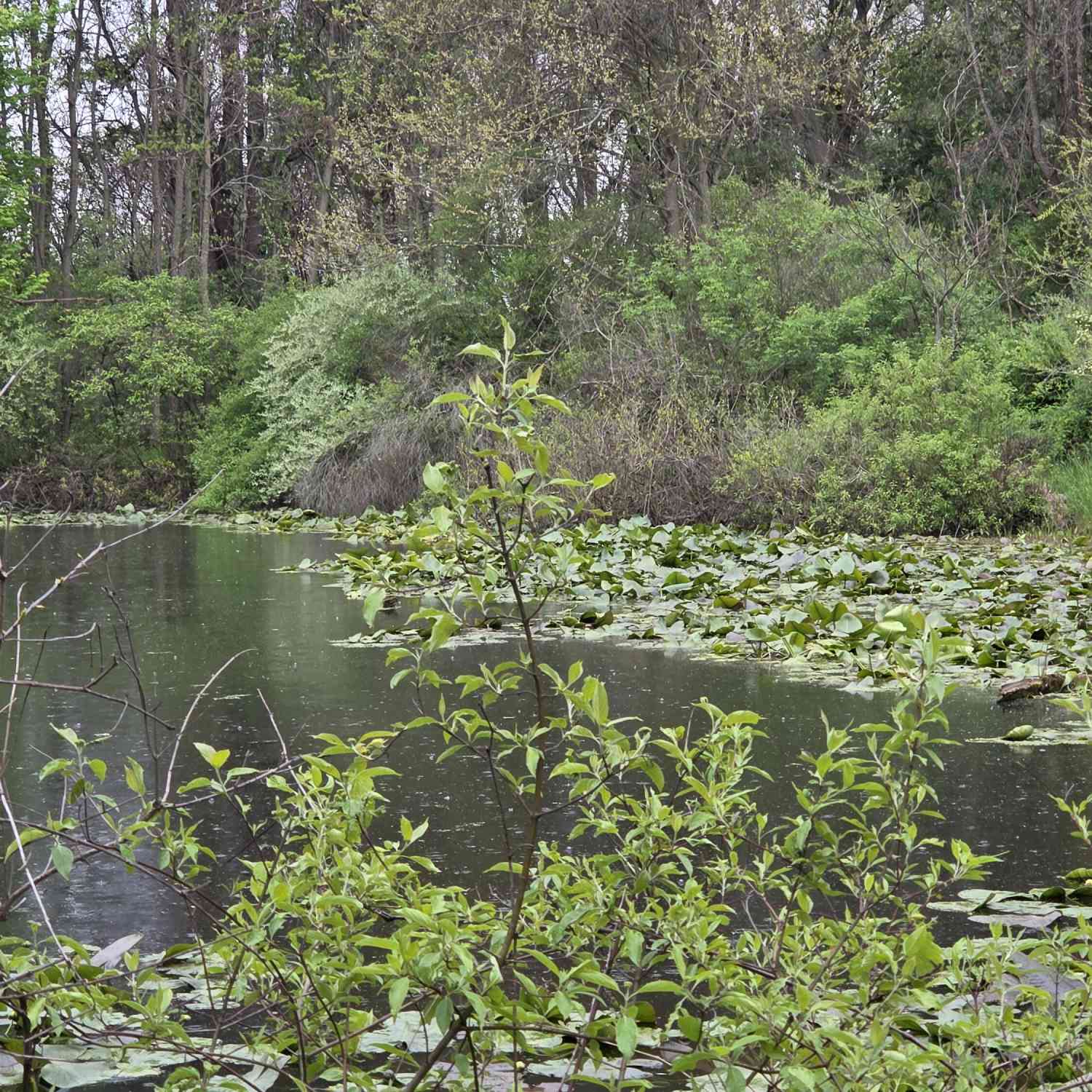 Vacant Land For Sale - V/L M-40 Highway<br/> Paw Paw, MI 49079