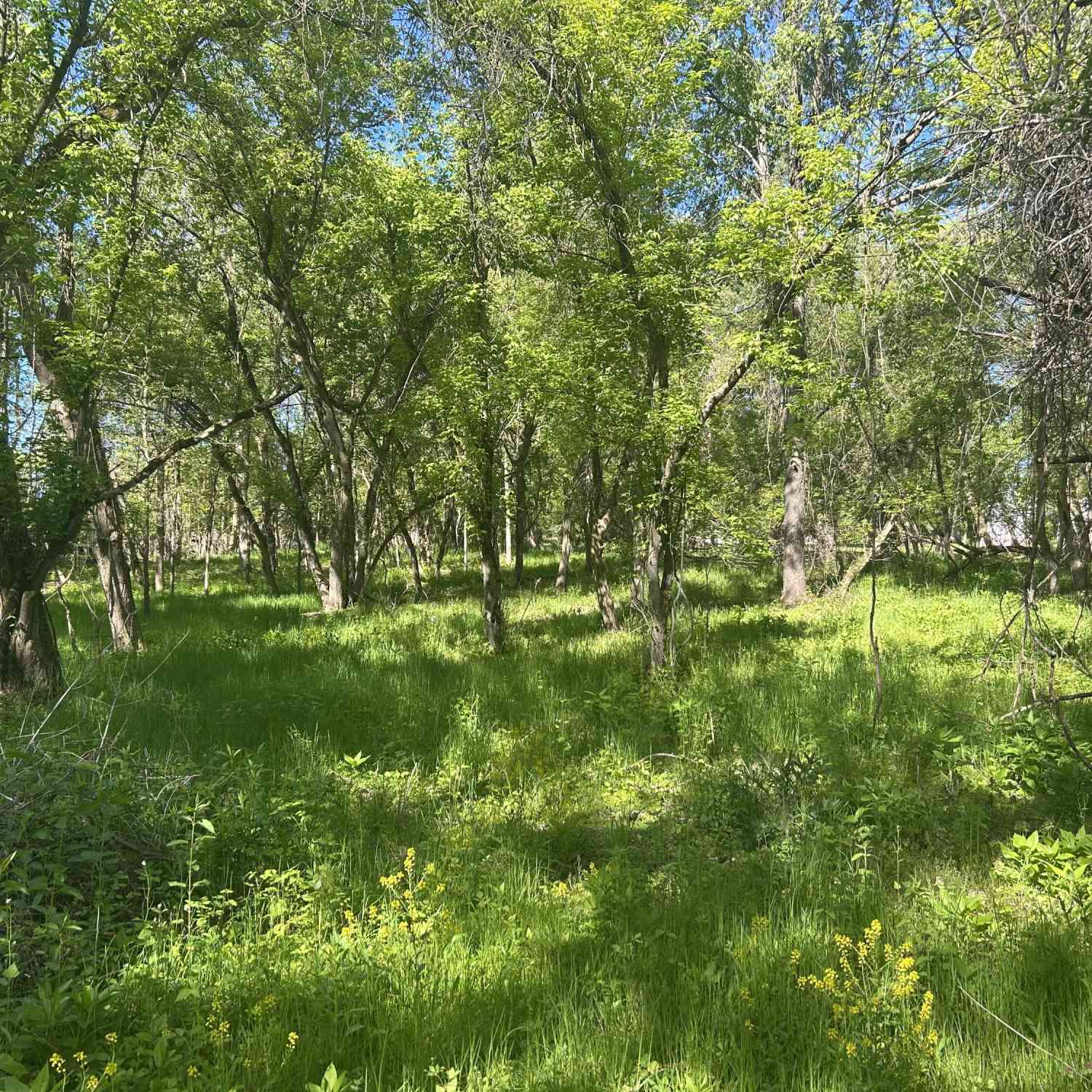 Vacant Land For Sale - White Birch Trail<br/> Charlotte, MI 48813
