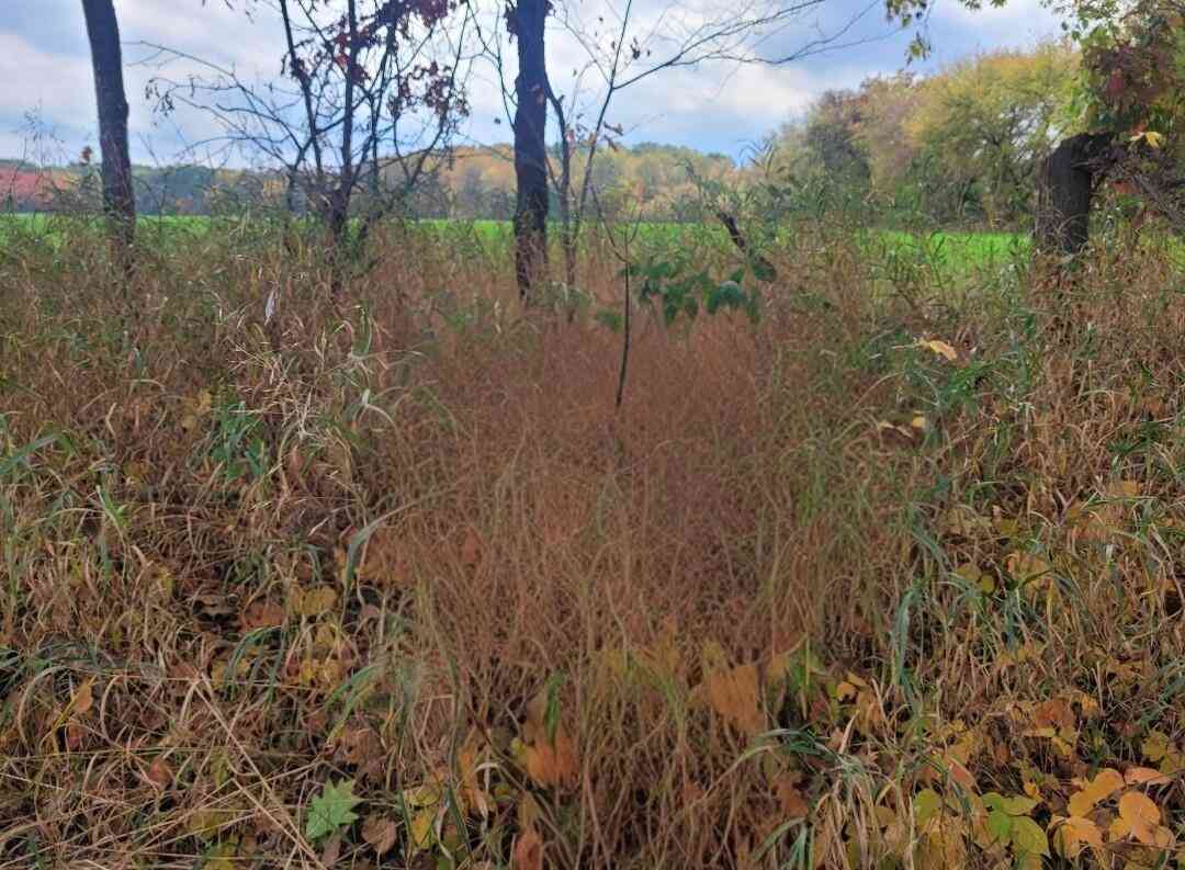 Vacant Land For Sale - 18500 Rooksby Street<br/> Sand Lake, MI 49343
