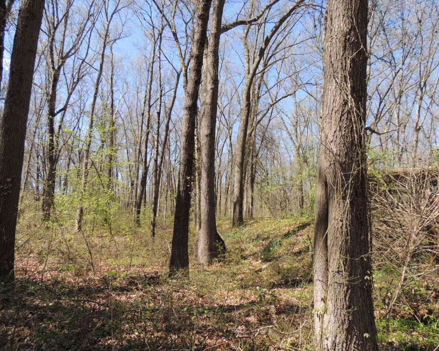 Vacant Land For Sale - 1124 54th Street<br/> Fennville, MI 49408