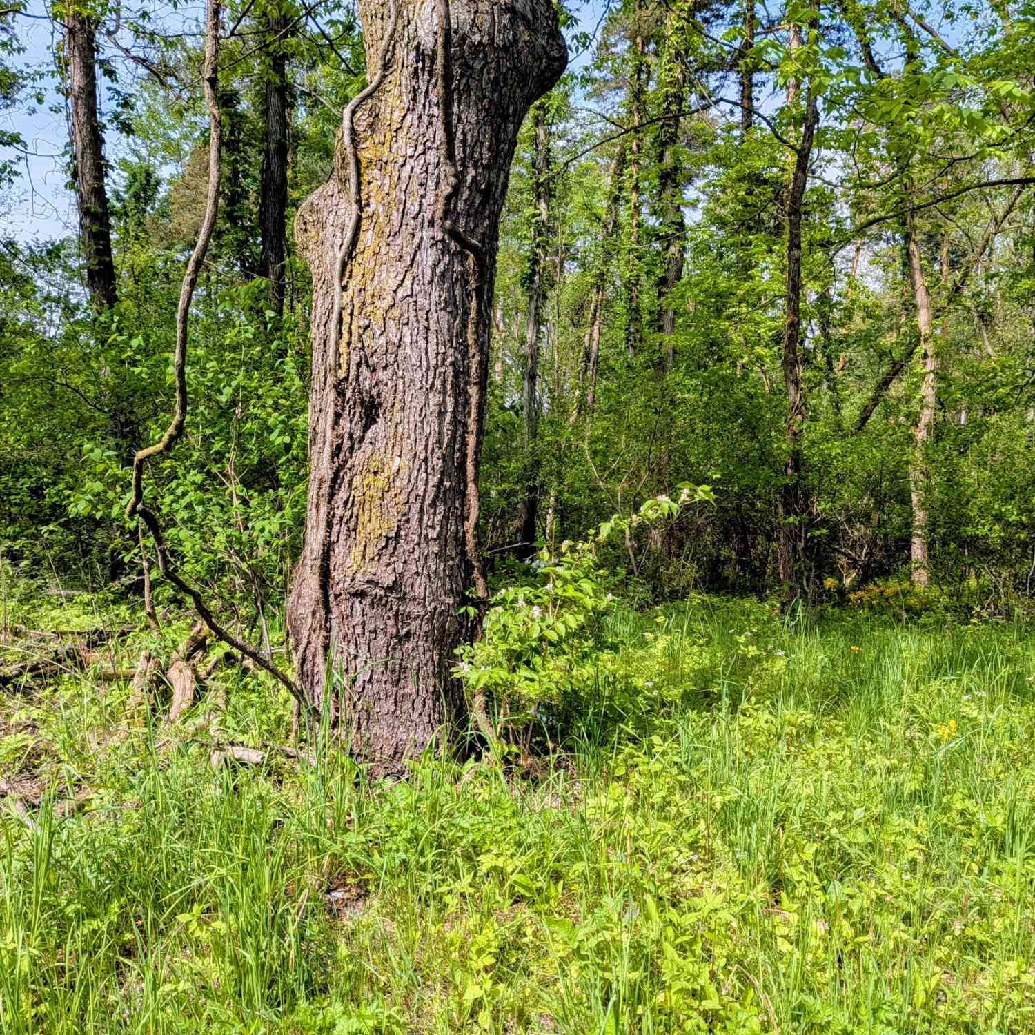 Vacant Land For Sale - 16850 S 16th Street<br/> Vicksburg, MI 49097
