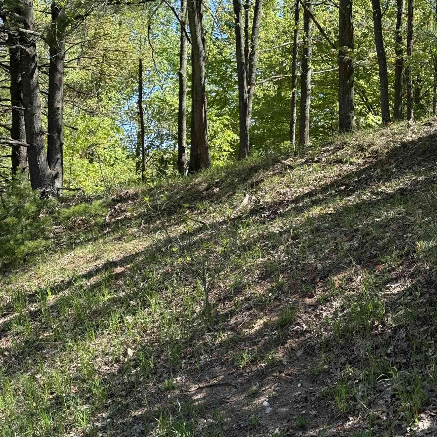 Vacant Land For Sale - Sadie Lane<br/> Bear Lake, MI 49614